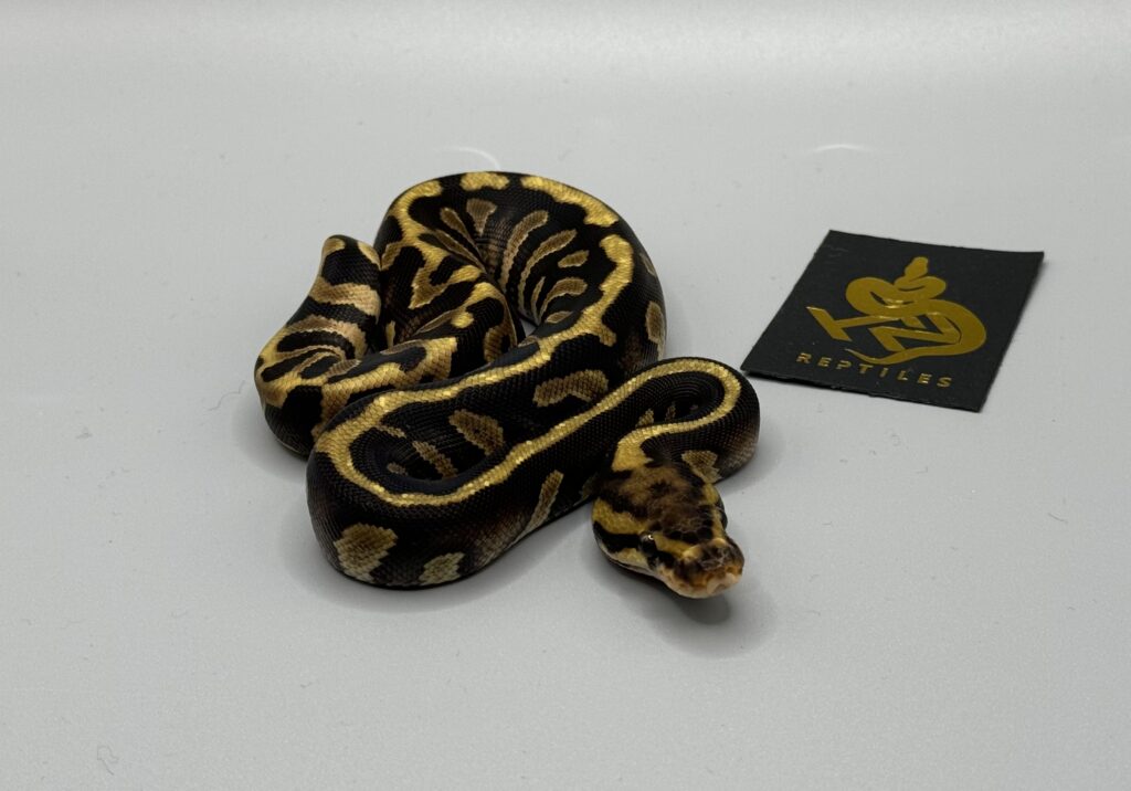 enchi chocolate spotnose het clown