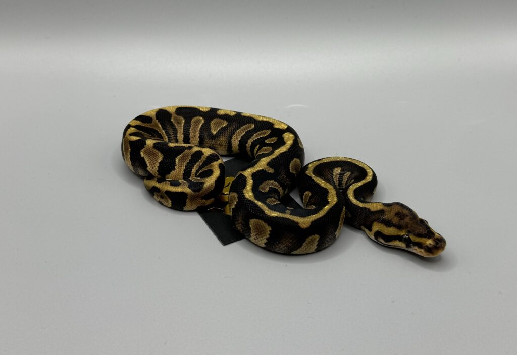 enchi chocolate spotnose het clown