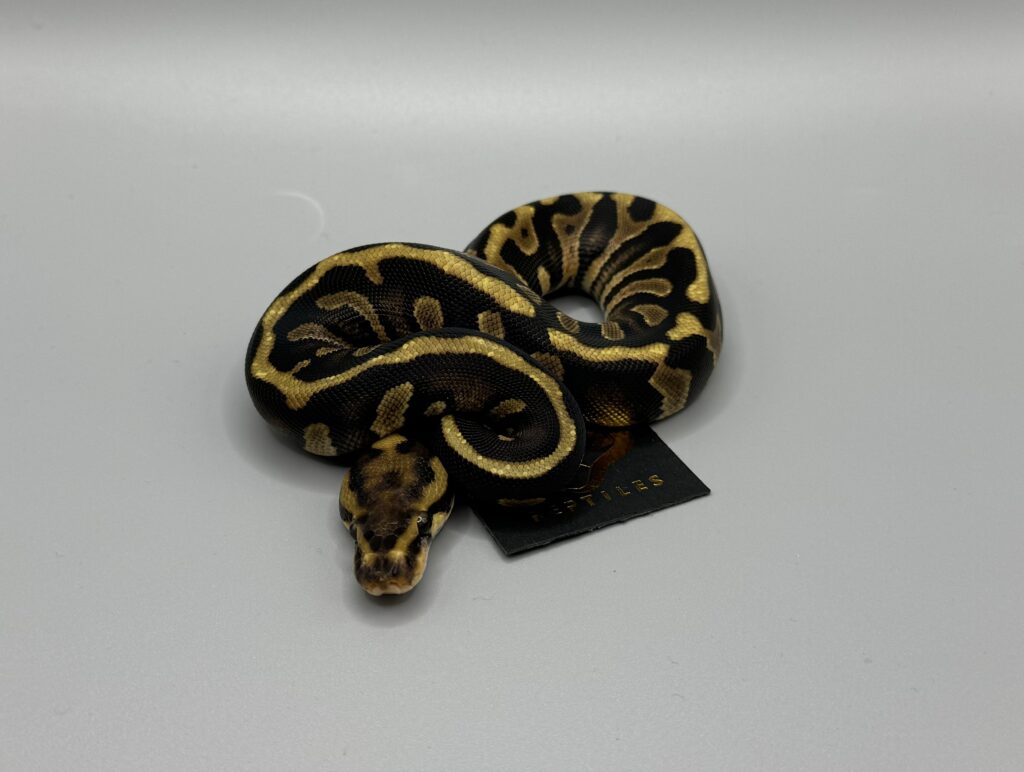 enchi chocolate spotnose het clown