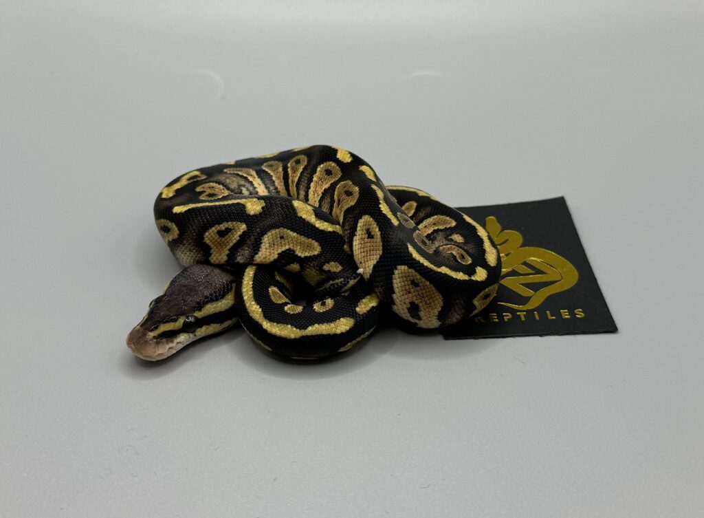 pastel chocolate het clown