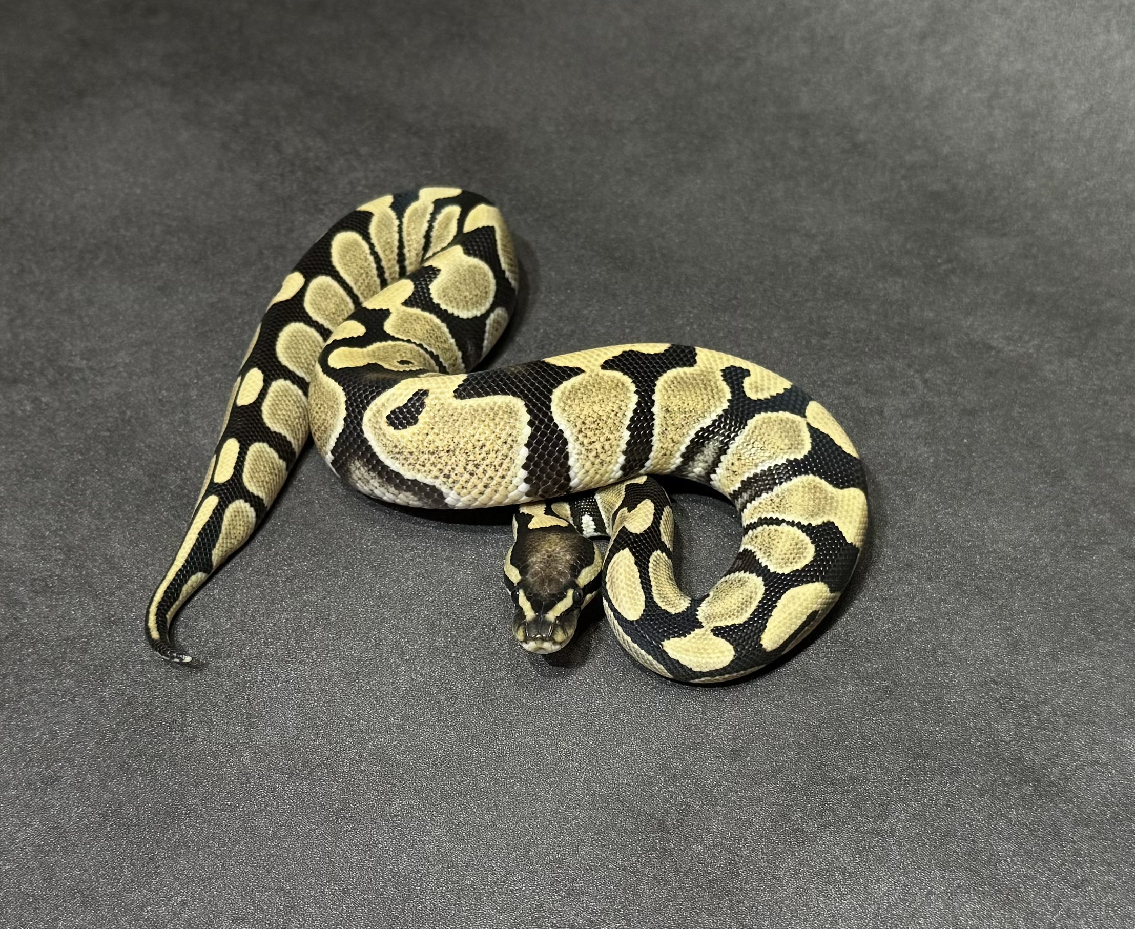 desert ghost het VPI axan