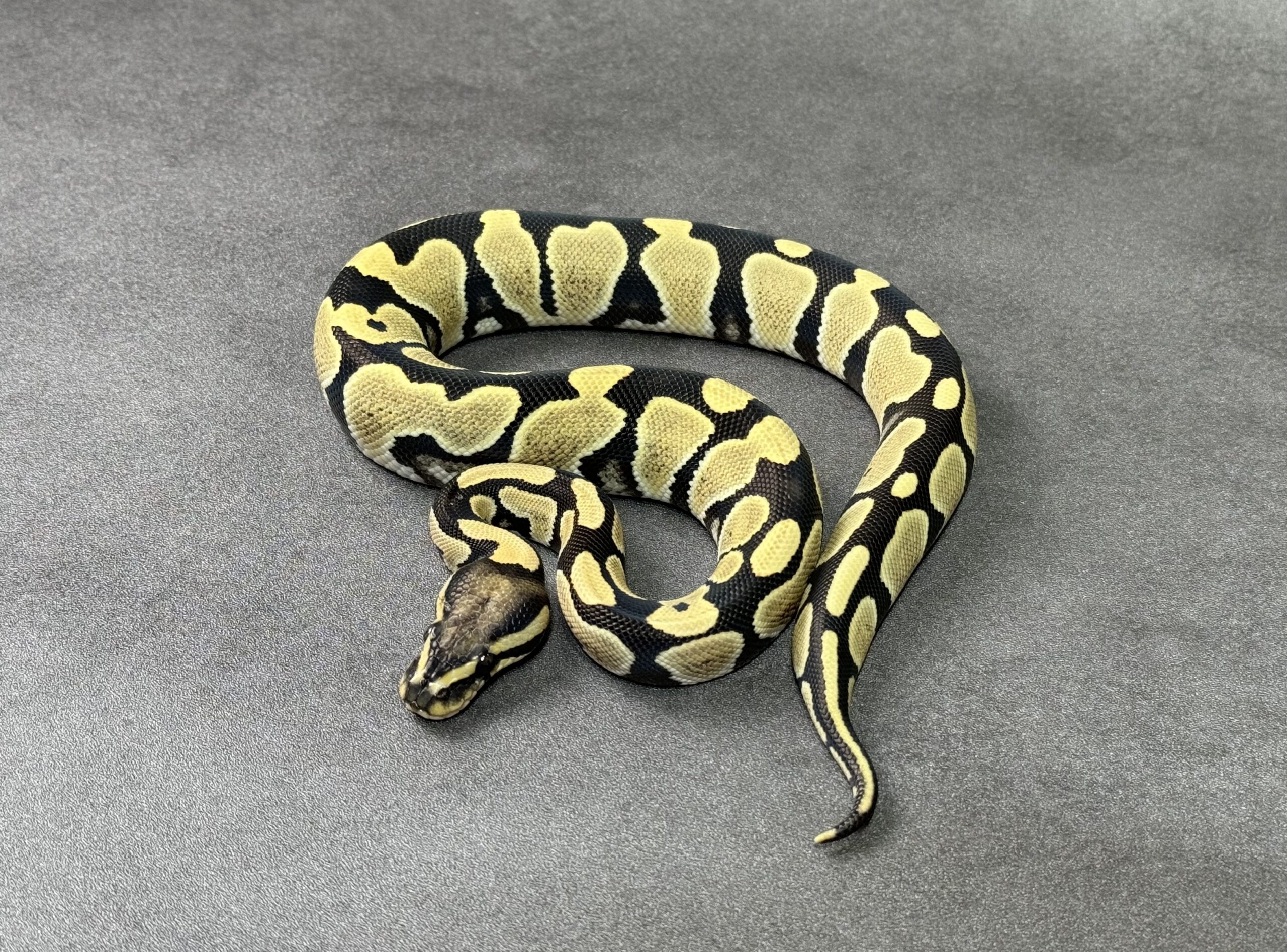 desert ghost het VPI axan