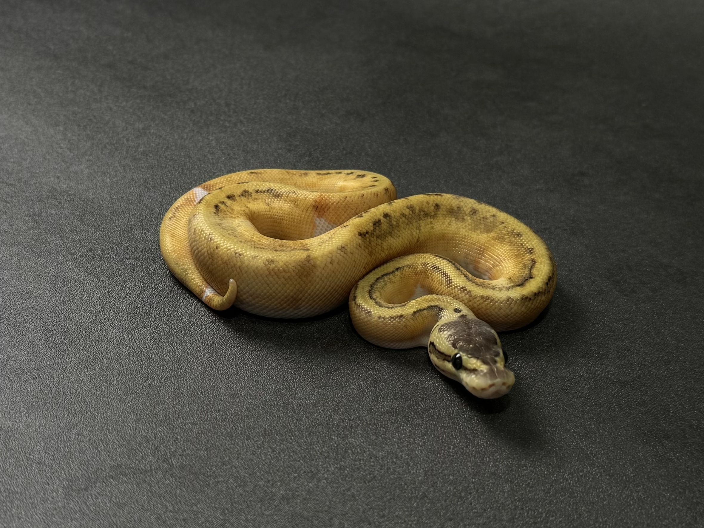 pastel OD PIN hypo pied poss YB