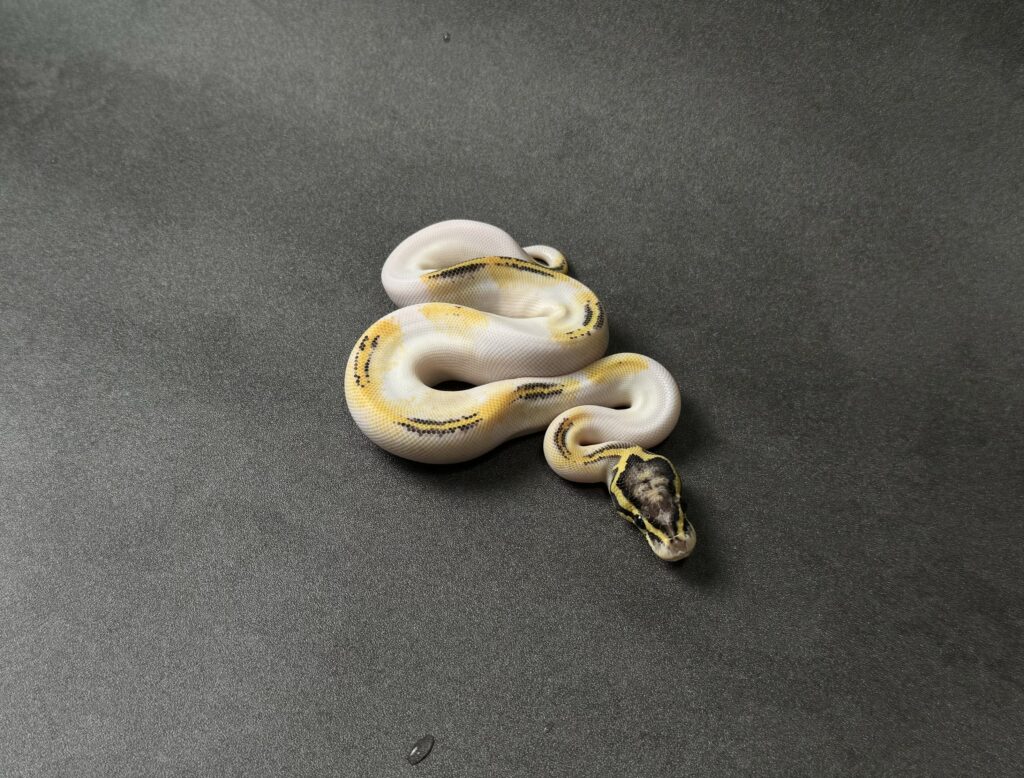 pastel freeway pied poss OD