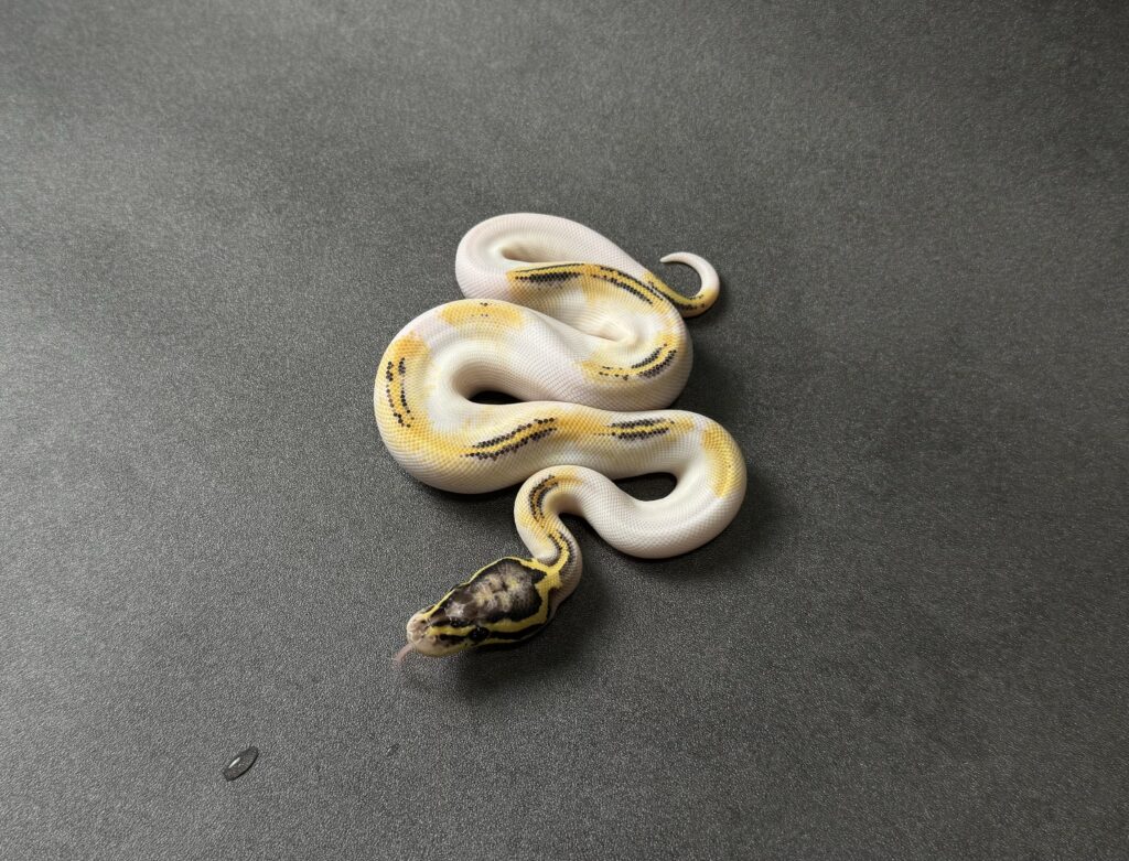 pastel freeway pied poss OD