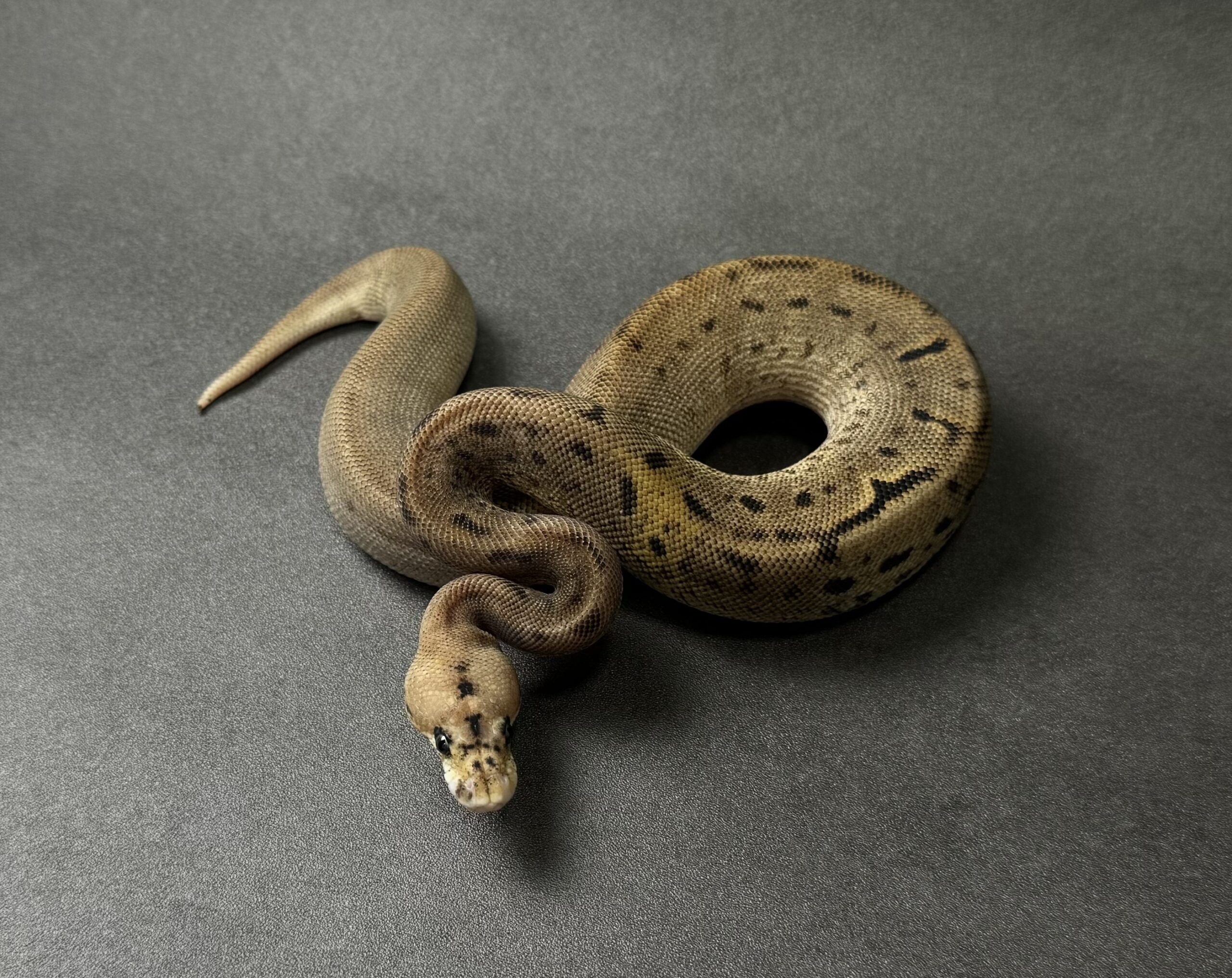 black pastel leopard YB-fire power clown