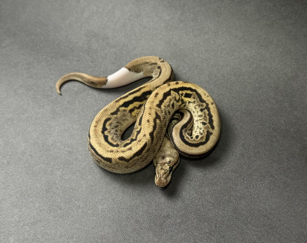 black pastel cypress spotnose fire-YB het clown