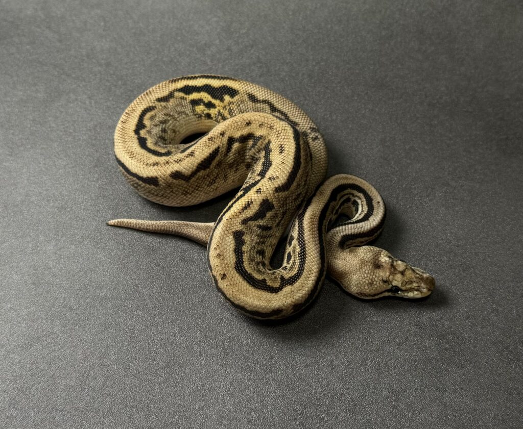 black pastel cypress spotnose fire-YB het clown