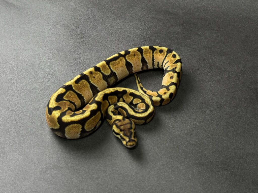 enchi spotnose 66_dhet ultramel clown