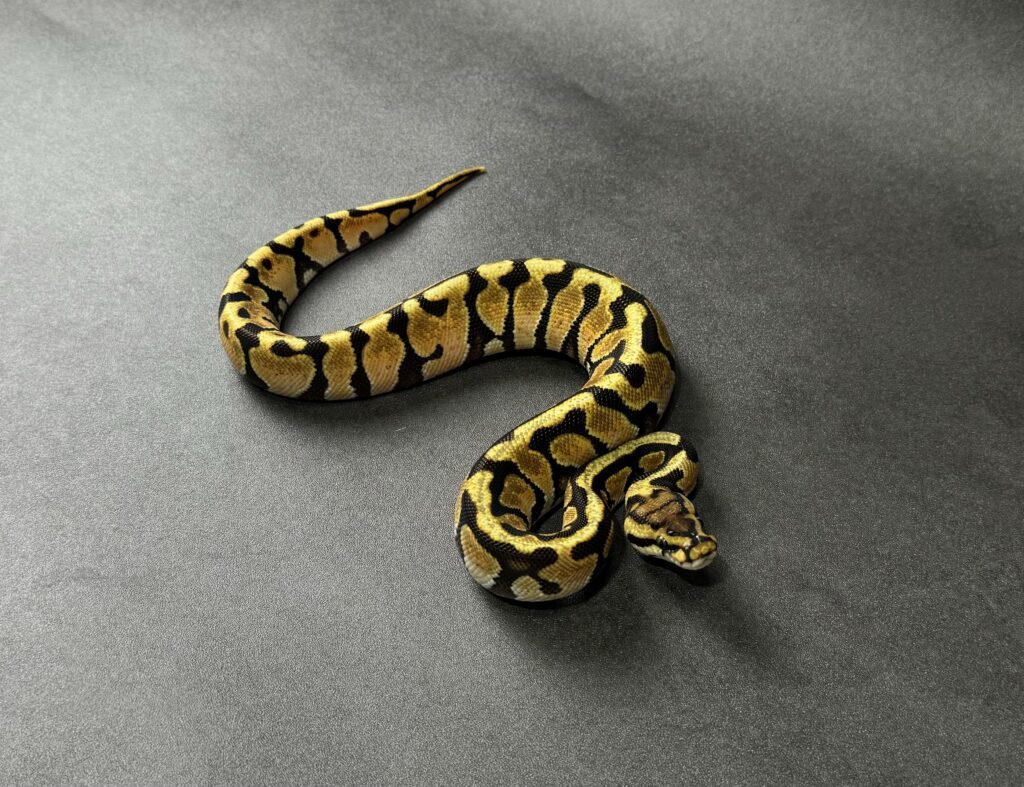 enchi spotnose 66_dhet ultramel clown