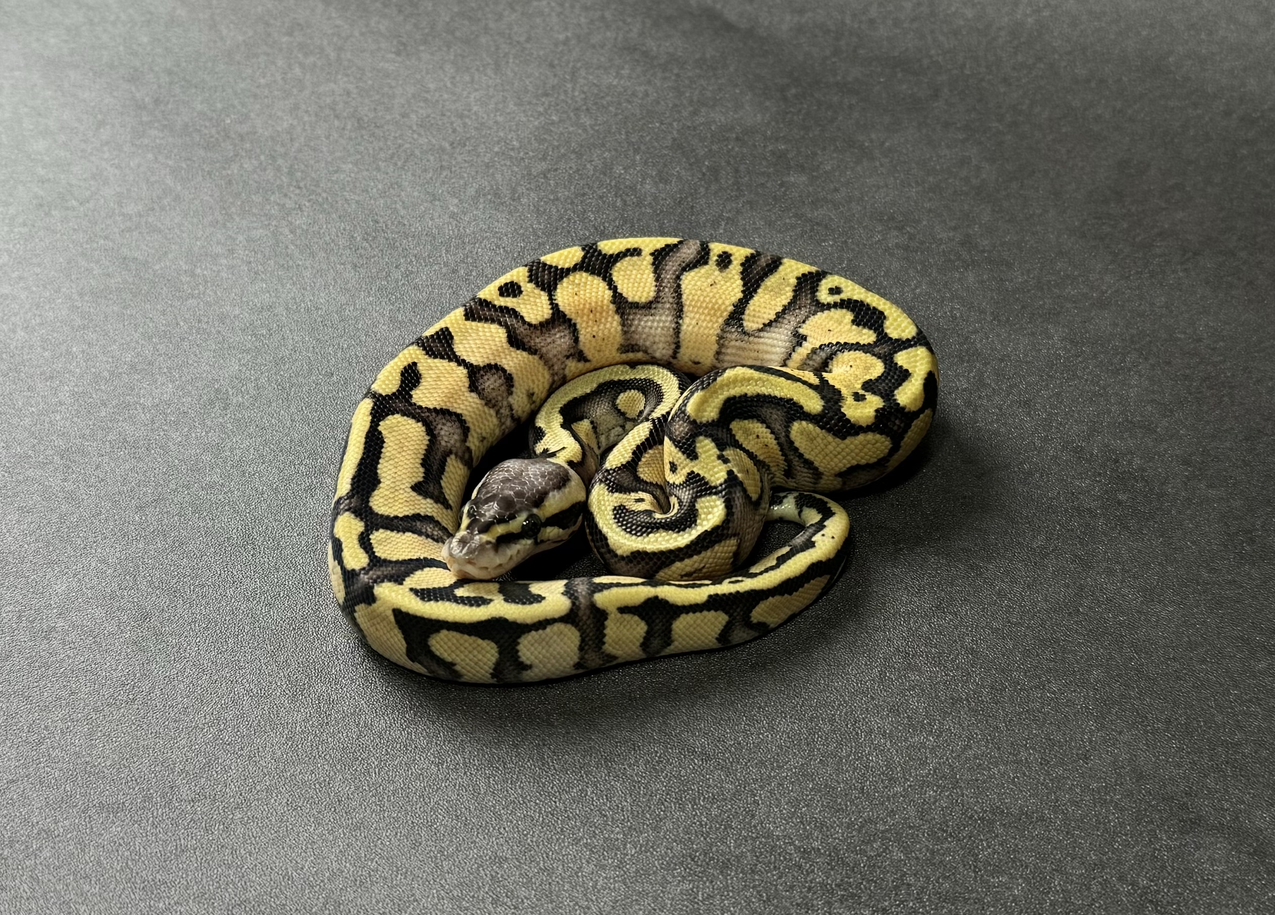 pastel OD YB-asphalt het pied