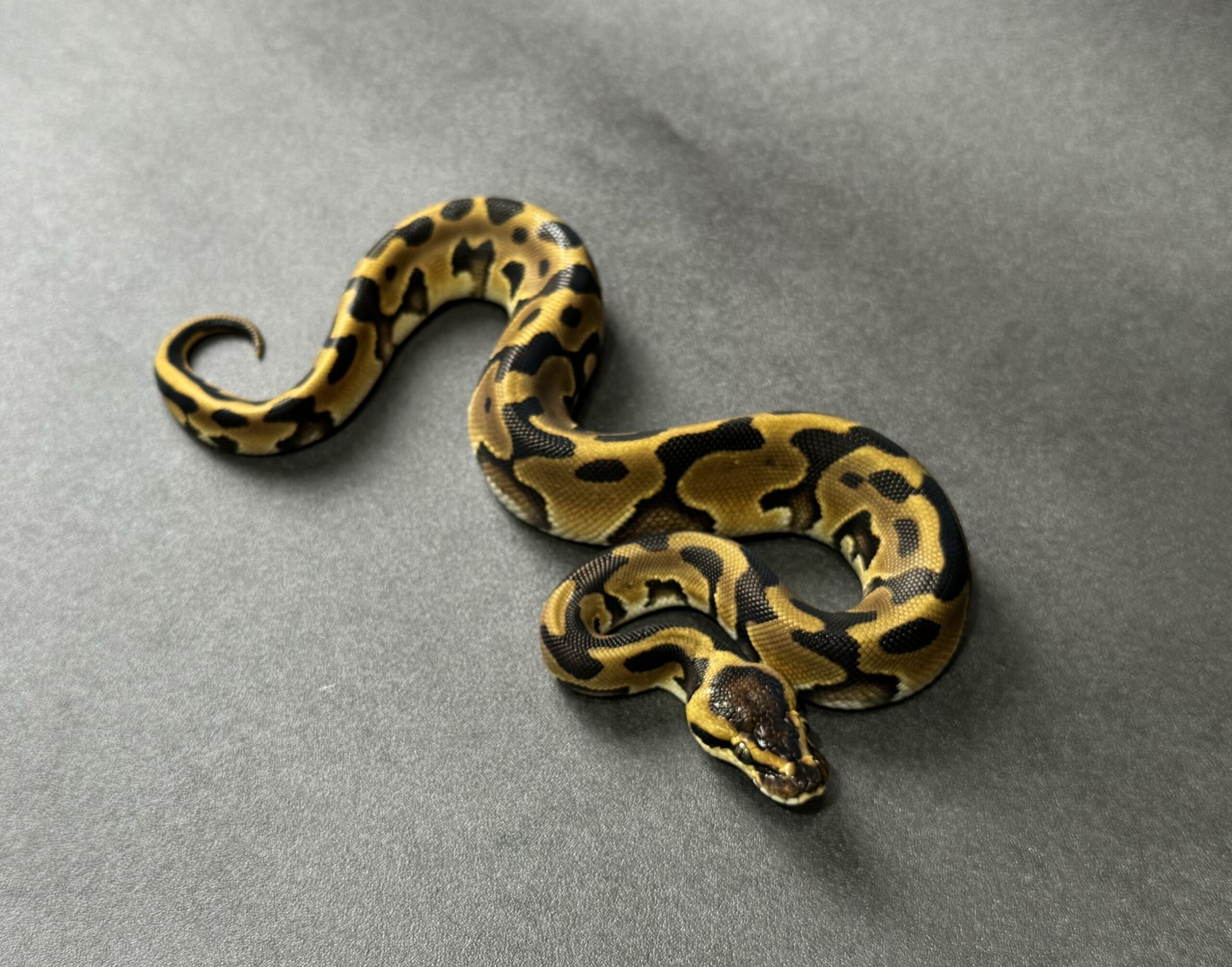 enchi leopard 66_dhet ultramel clown