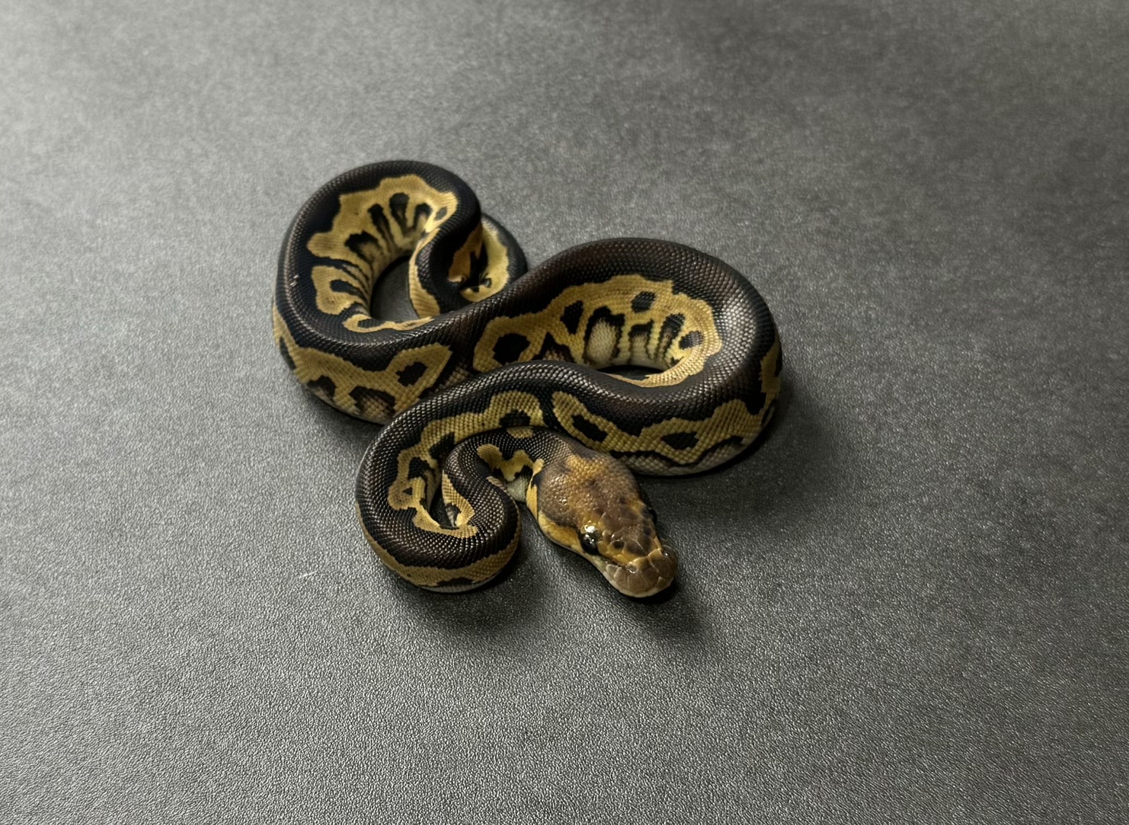 mojave YB clown poss phantom yb clown