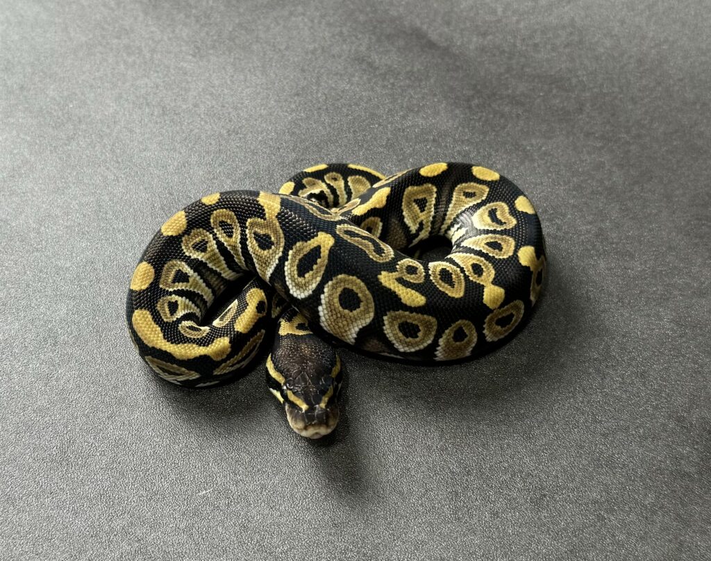 mojave 66_het clown poss YB