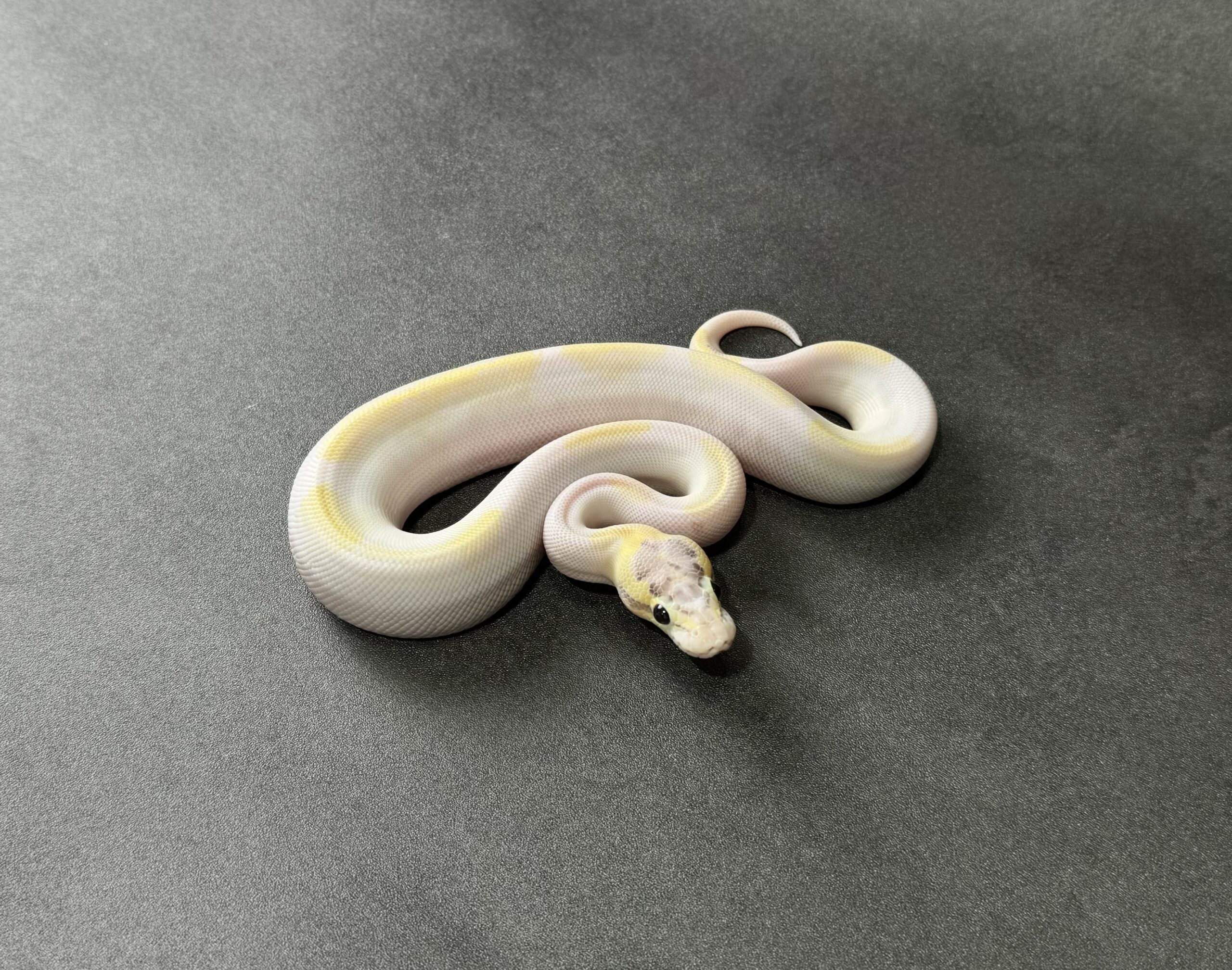 OD ivory pied poss pastel