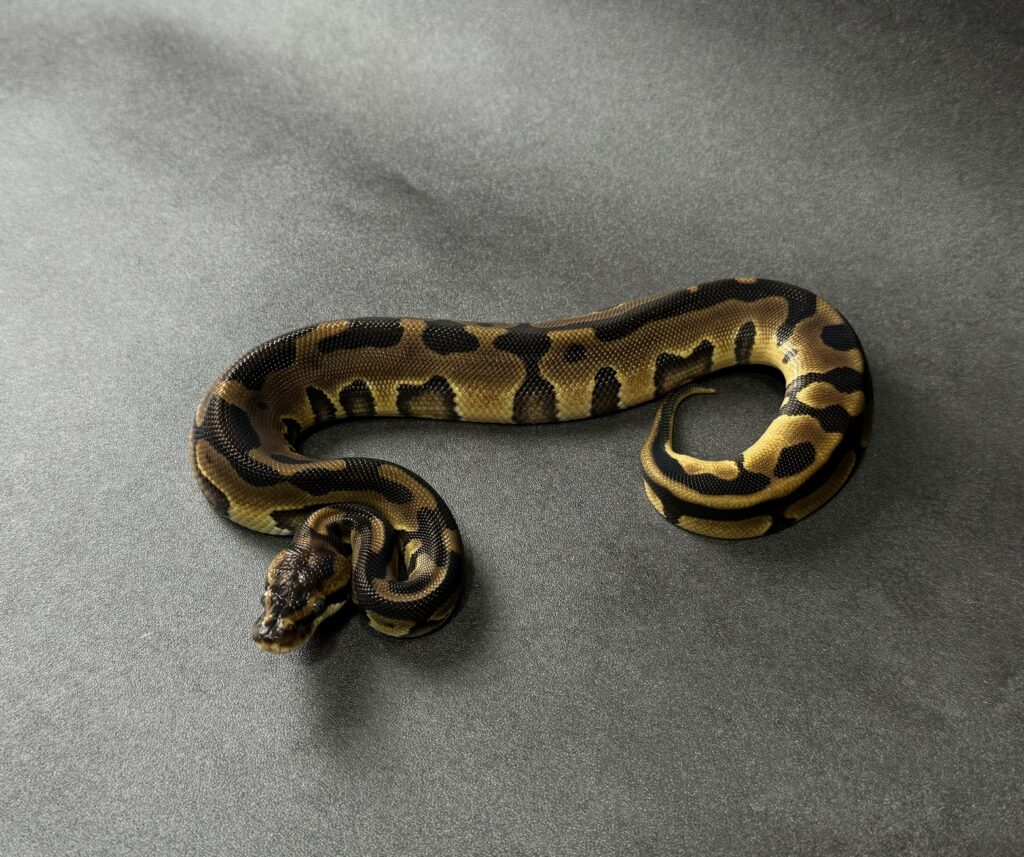 enchi leopard 66_dhet ultramel clown