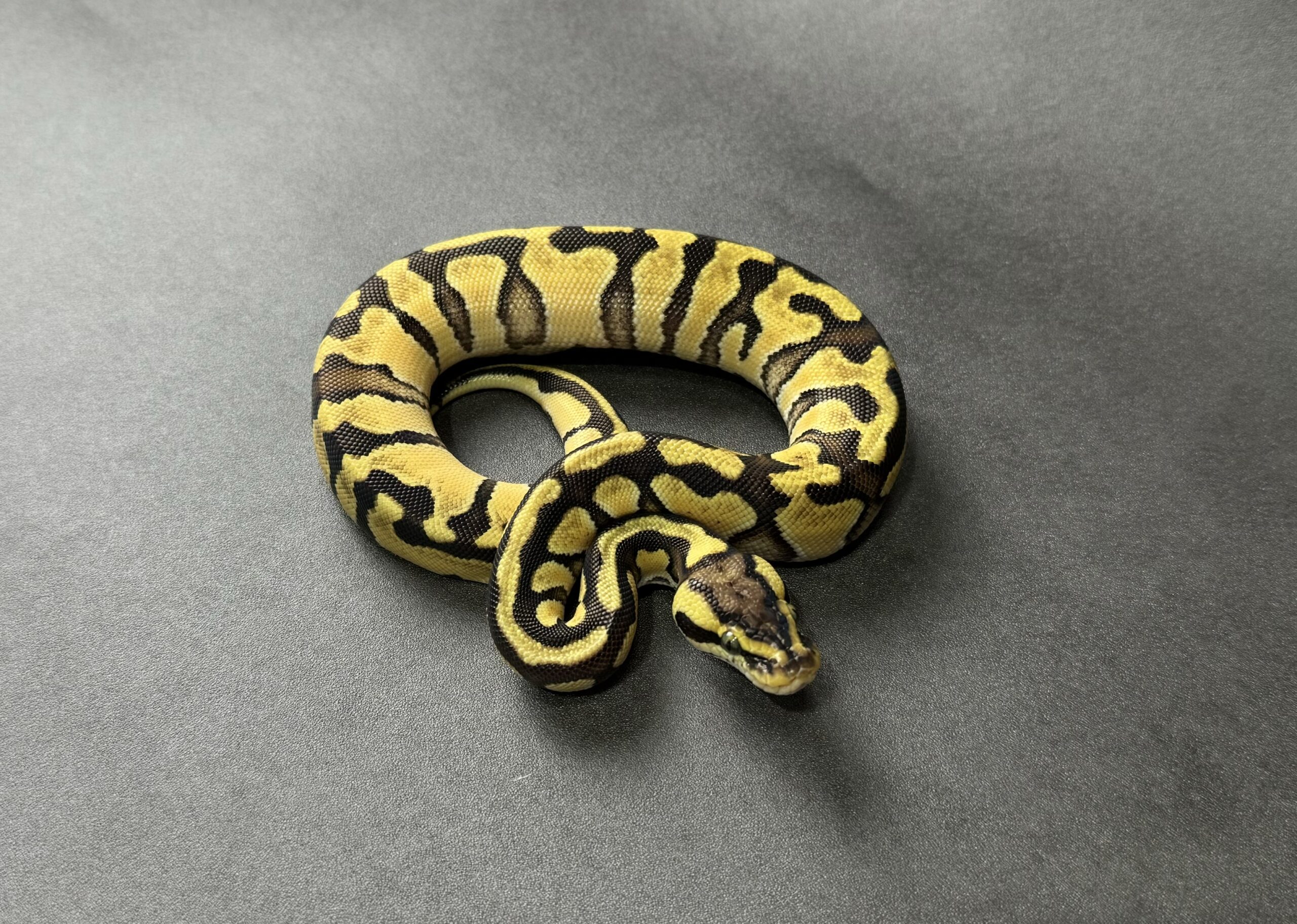 pastel enchi 66_dhet ultramel clown