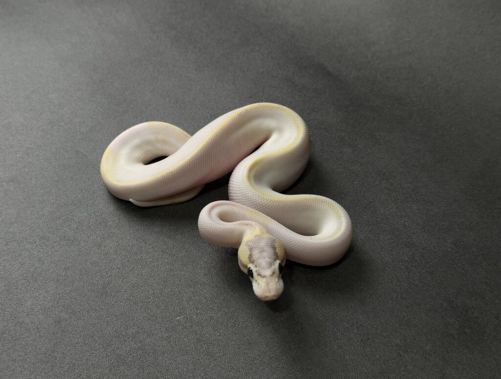 OD ivory het pied poss pastel ringer tail