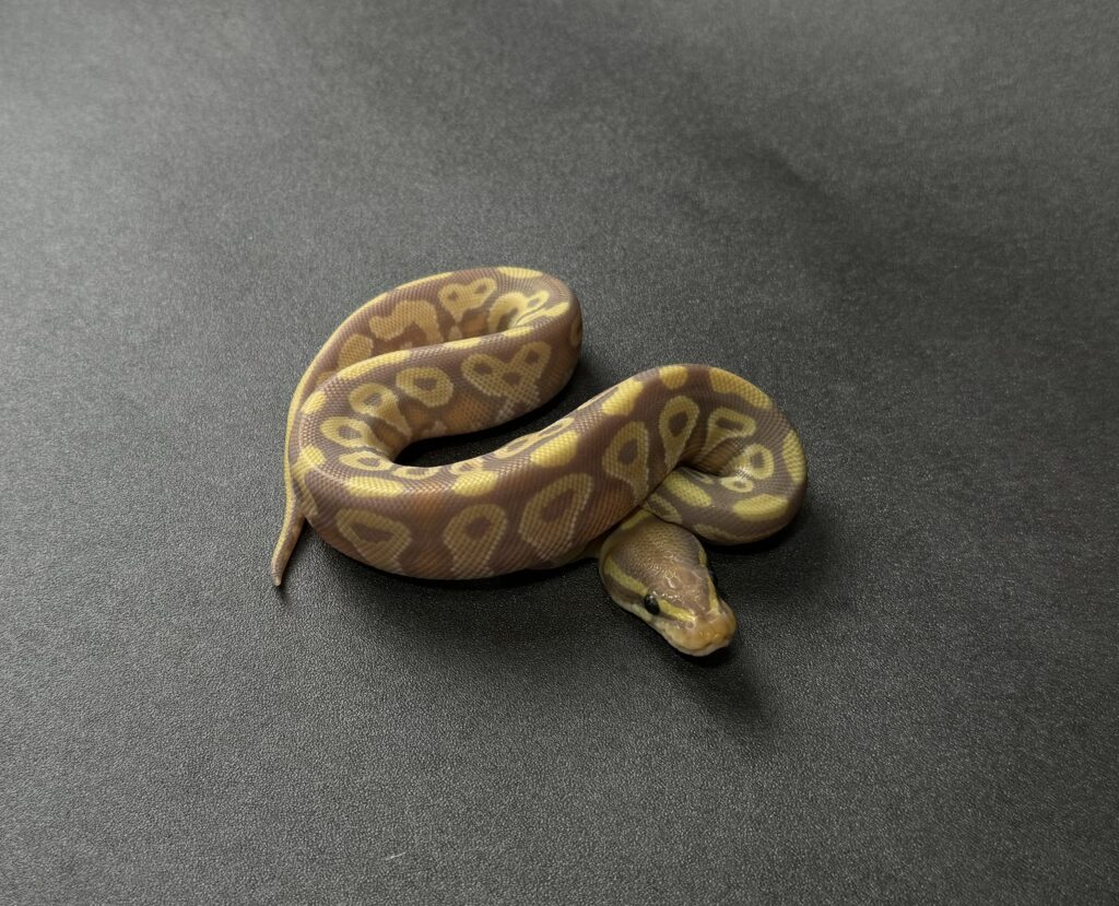 banana mojave poss YB 66_het clown