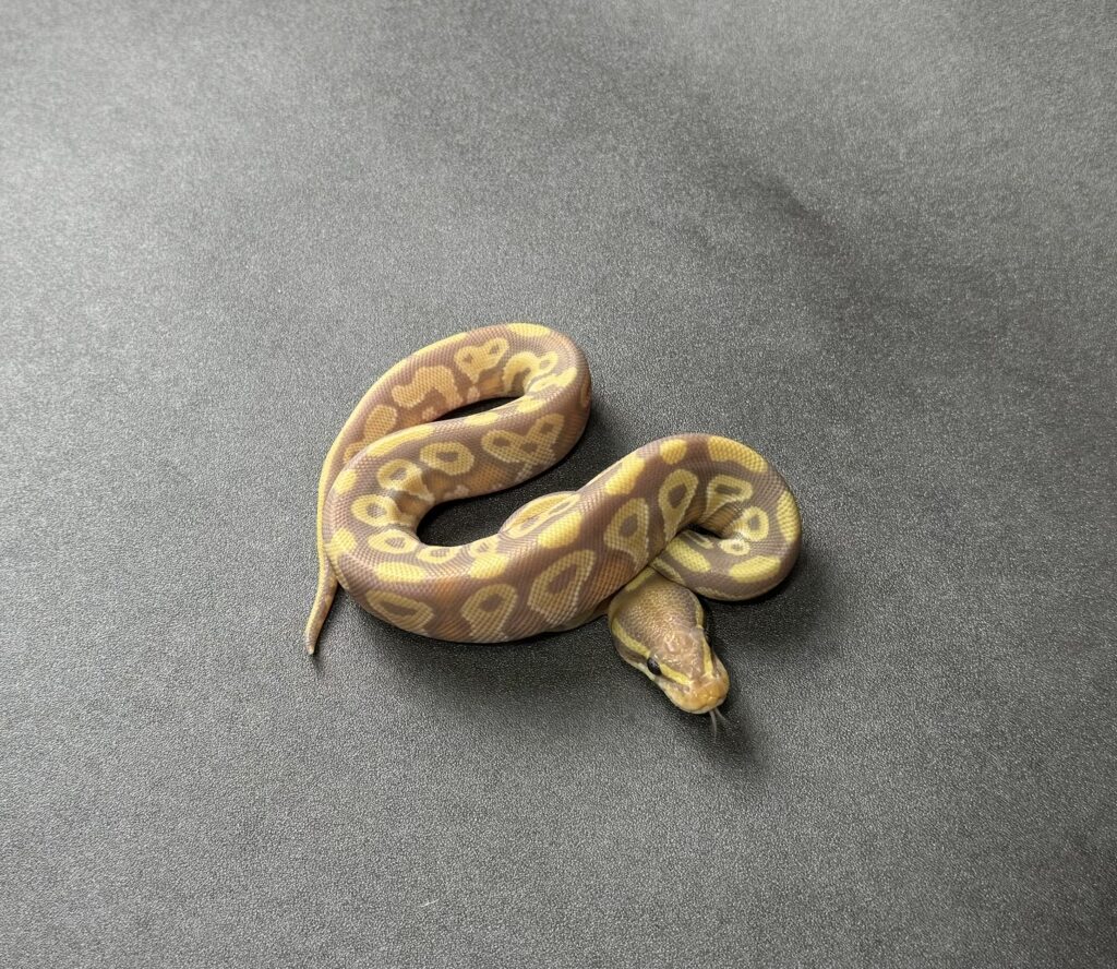 banana mojave poss YB 66_het clown