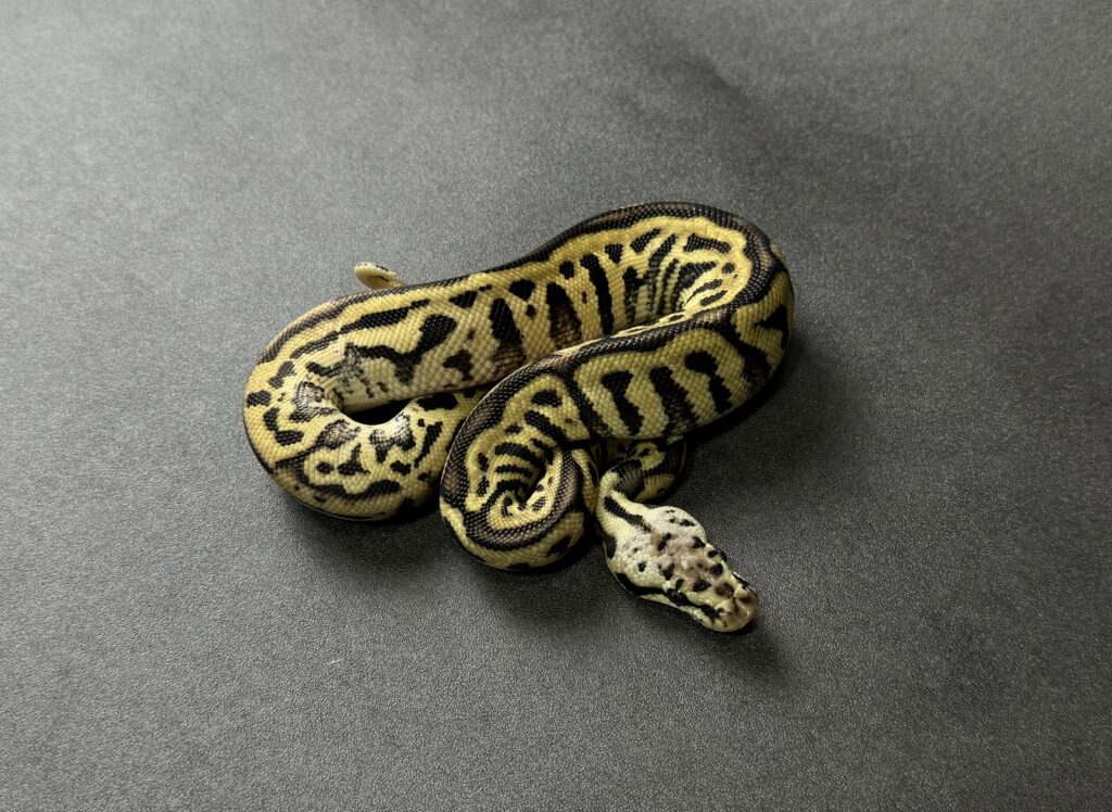 pastel leopard spotnose het clown