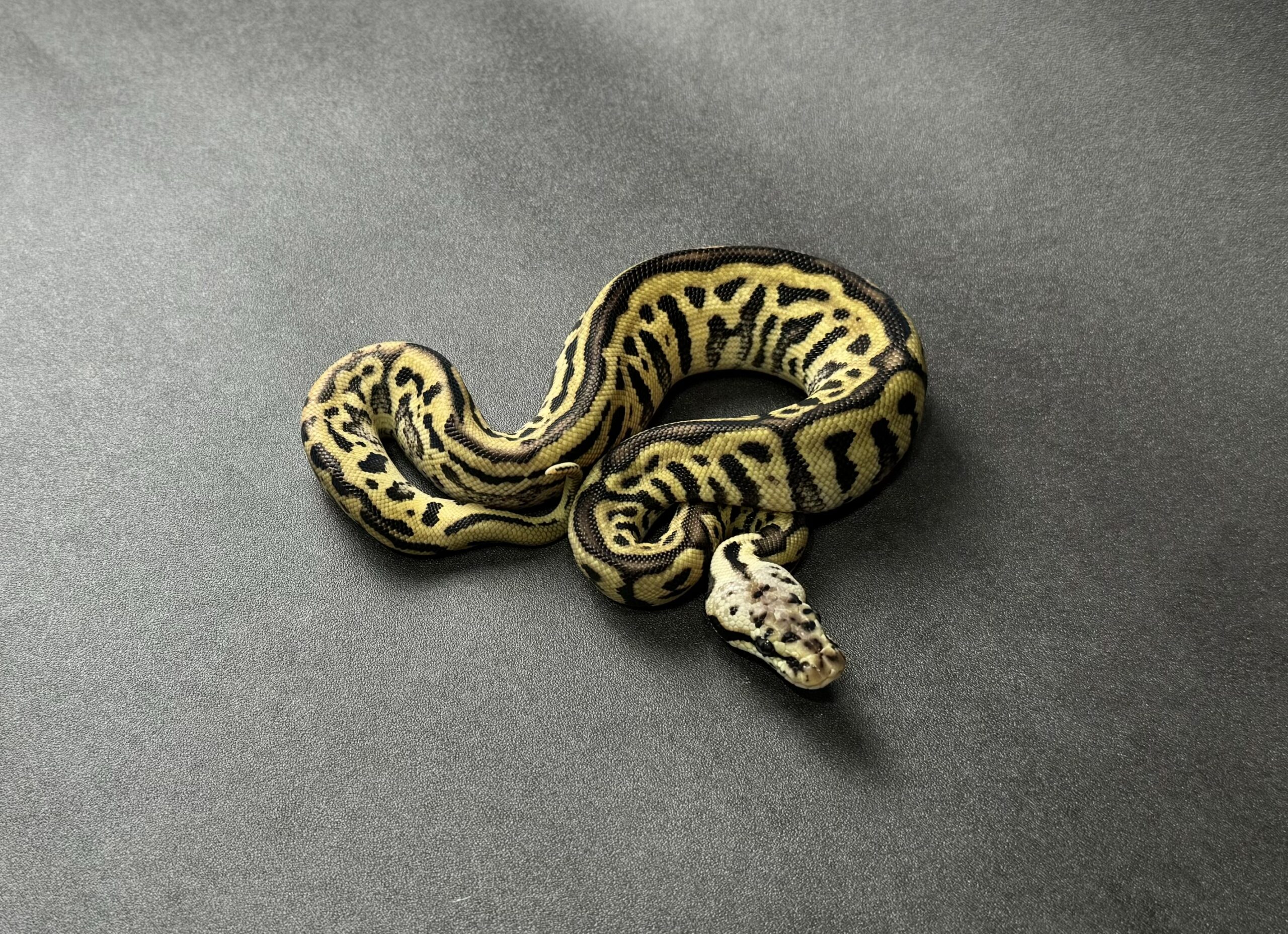 pastel leopard spotnose het clown