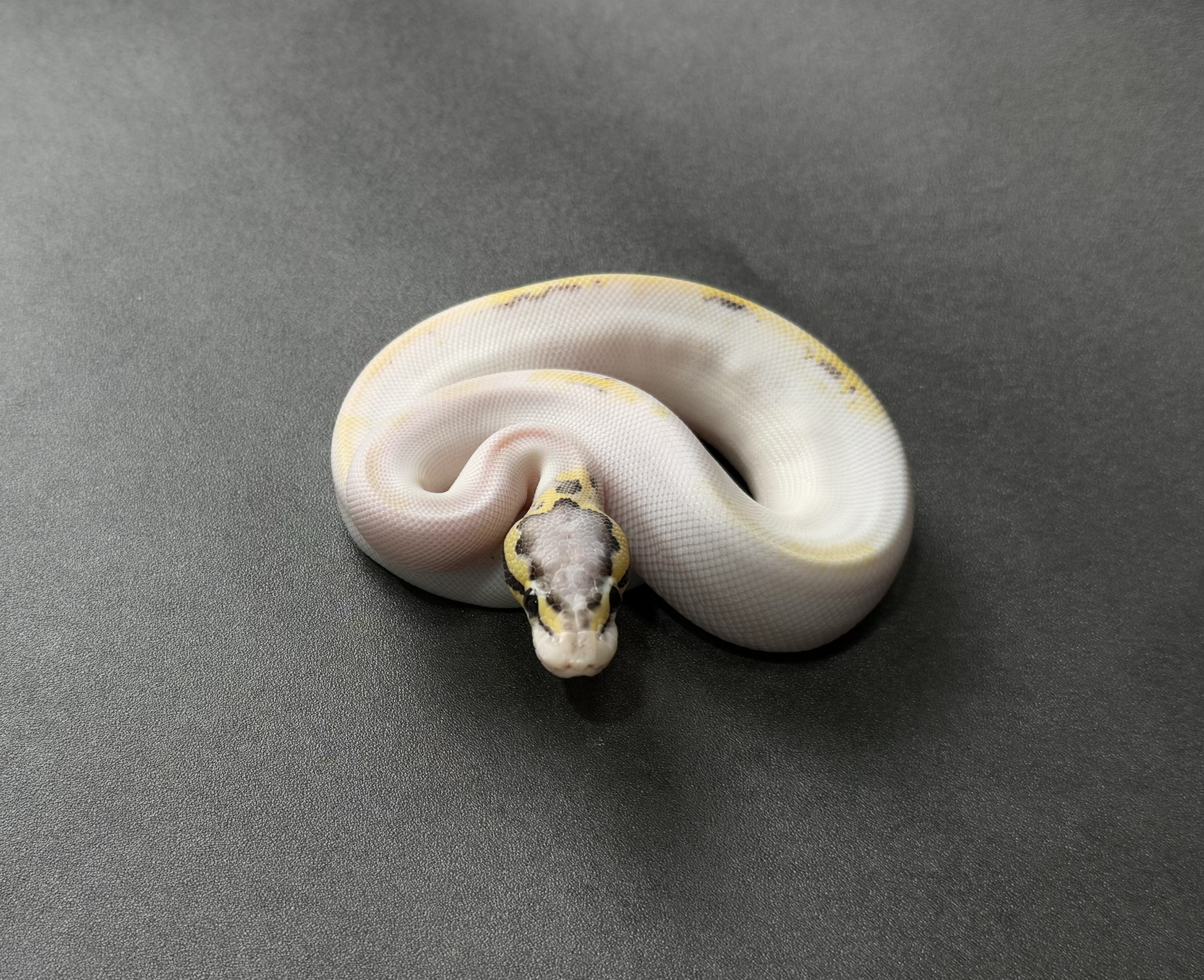 pastel OD freeway pied