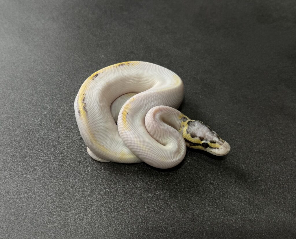 pastel OD freeway pied