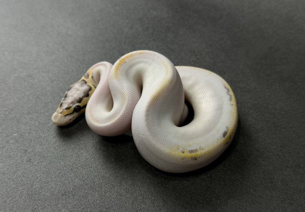 pastel OD freeway pied