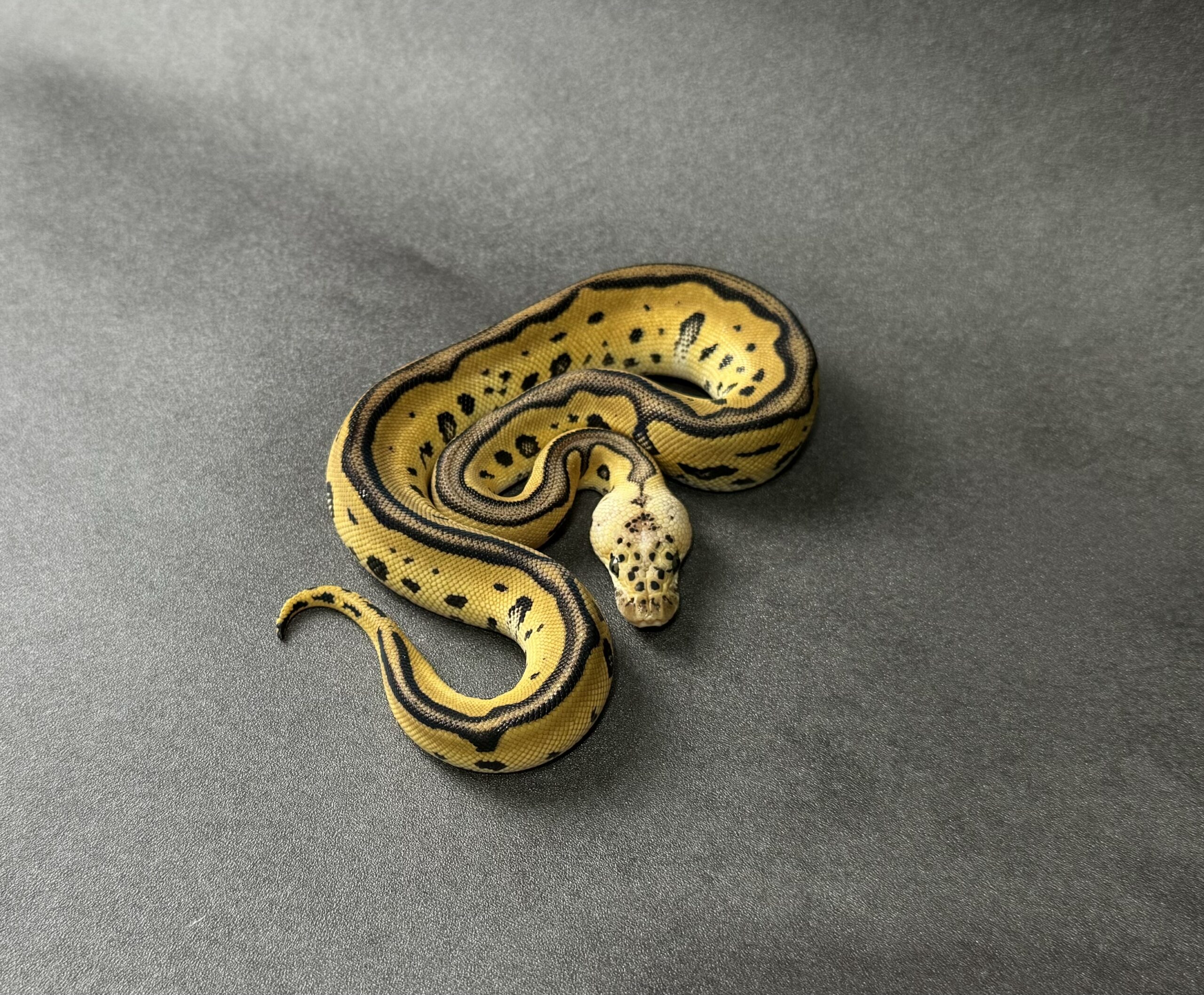 pastel leopard clown