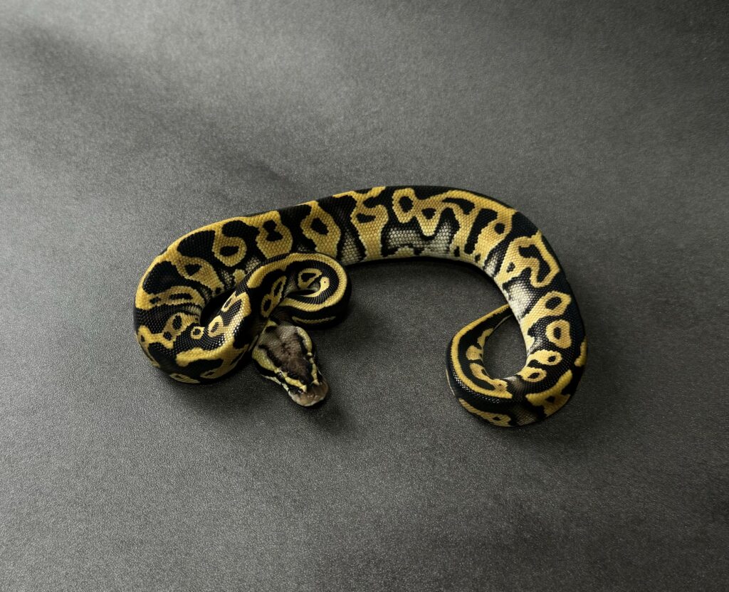 pastel leopard het clown