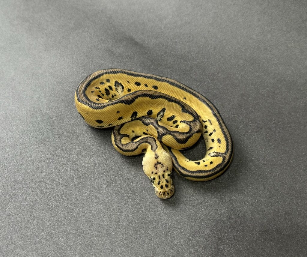 pastel leopard clown