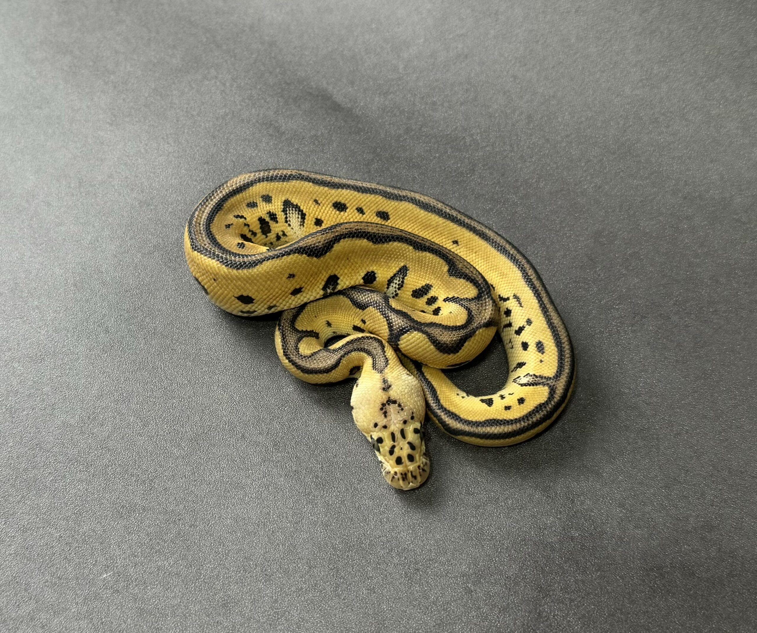 pastel leopard clown