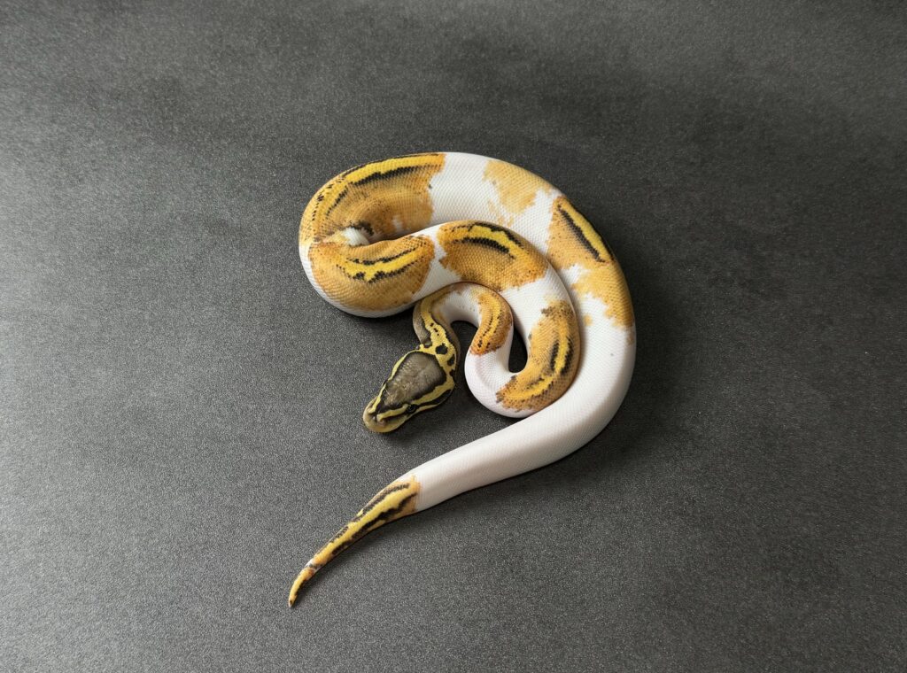 pastel OD YB HYPO PIED