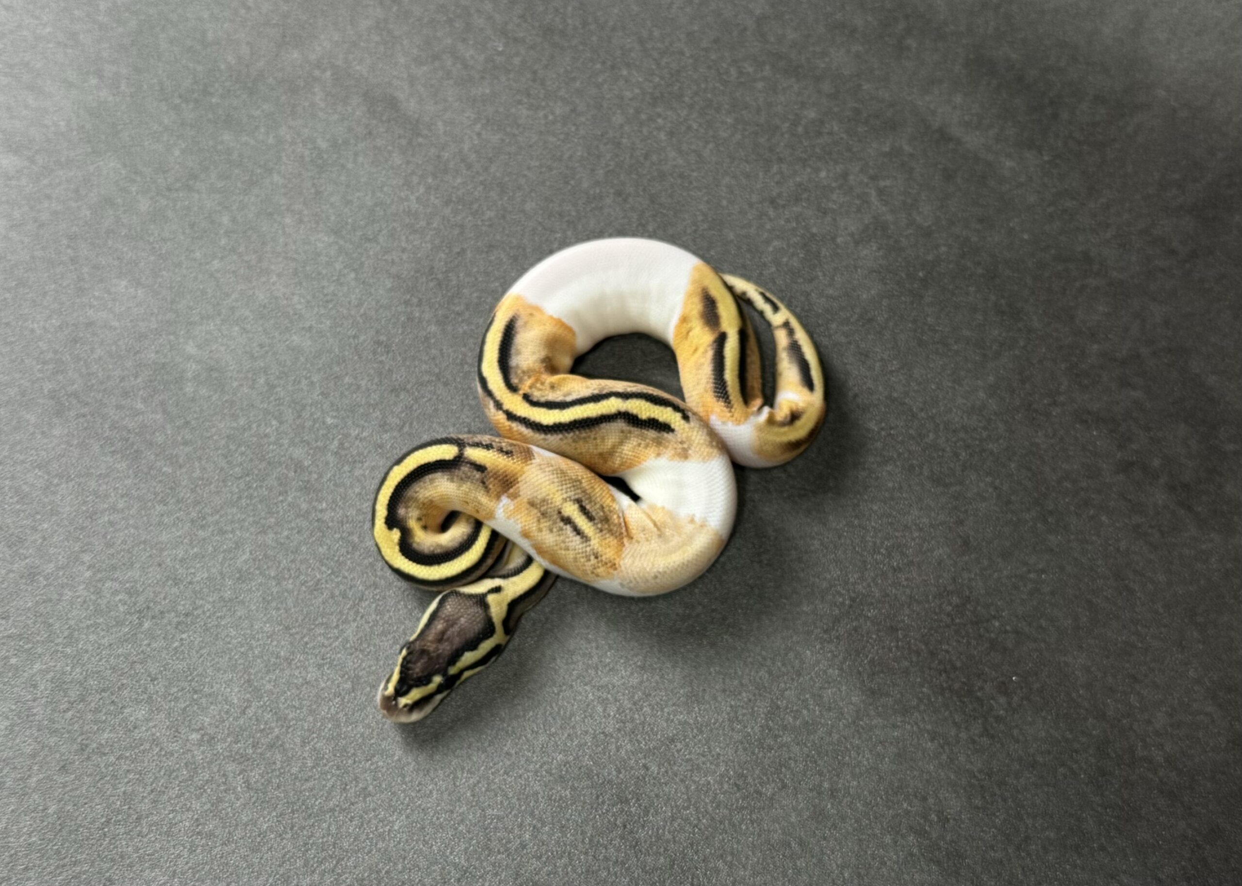 pastel YB PIED 66_het hypo poss OD