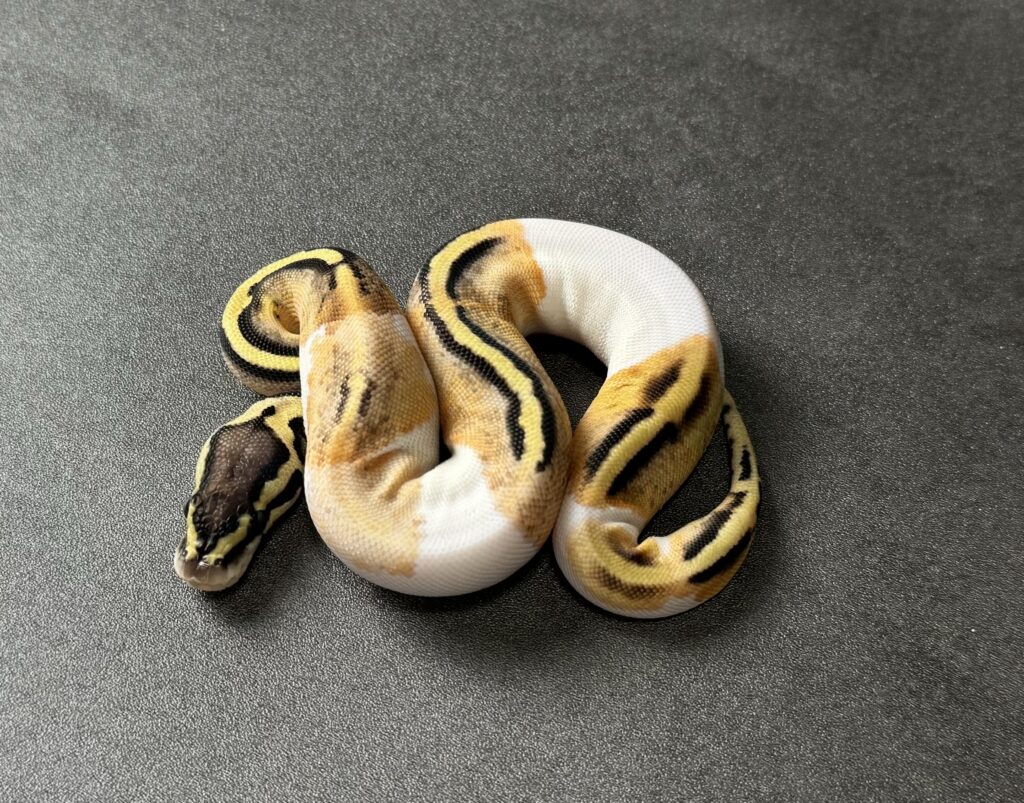 pastel YB PIED 66_het hypo poss OD