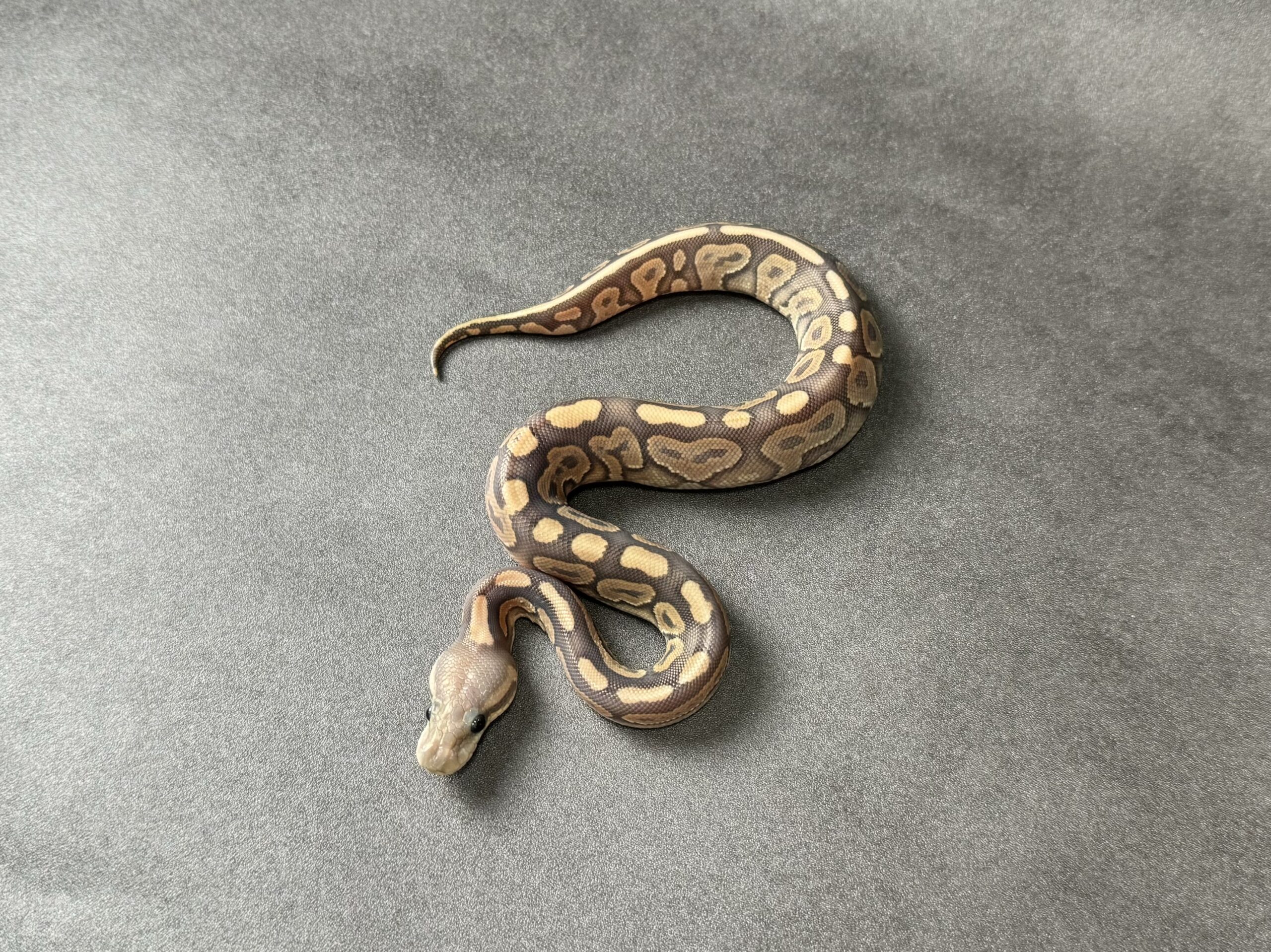 black pastel fire-vanilla hypo