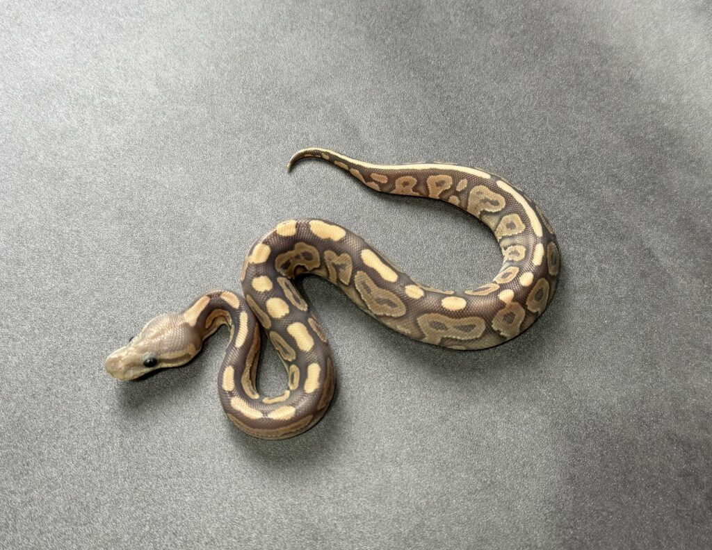 black pastel fire-vanilla hypo