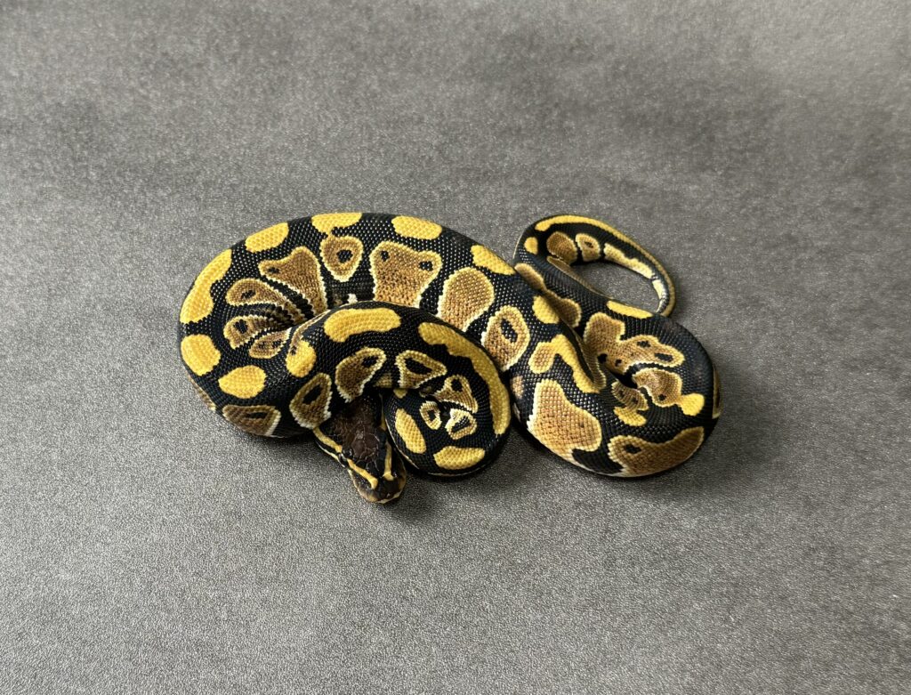 normal poss gravel het clown