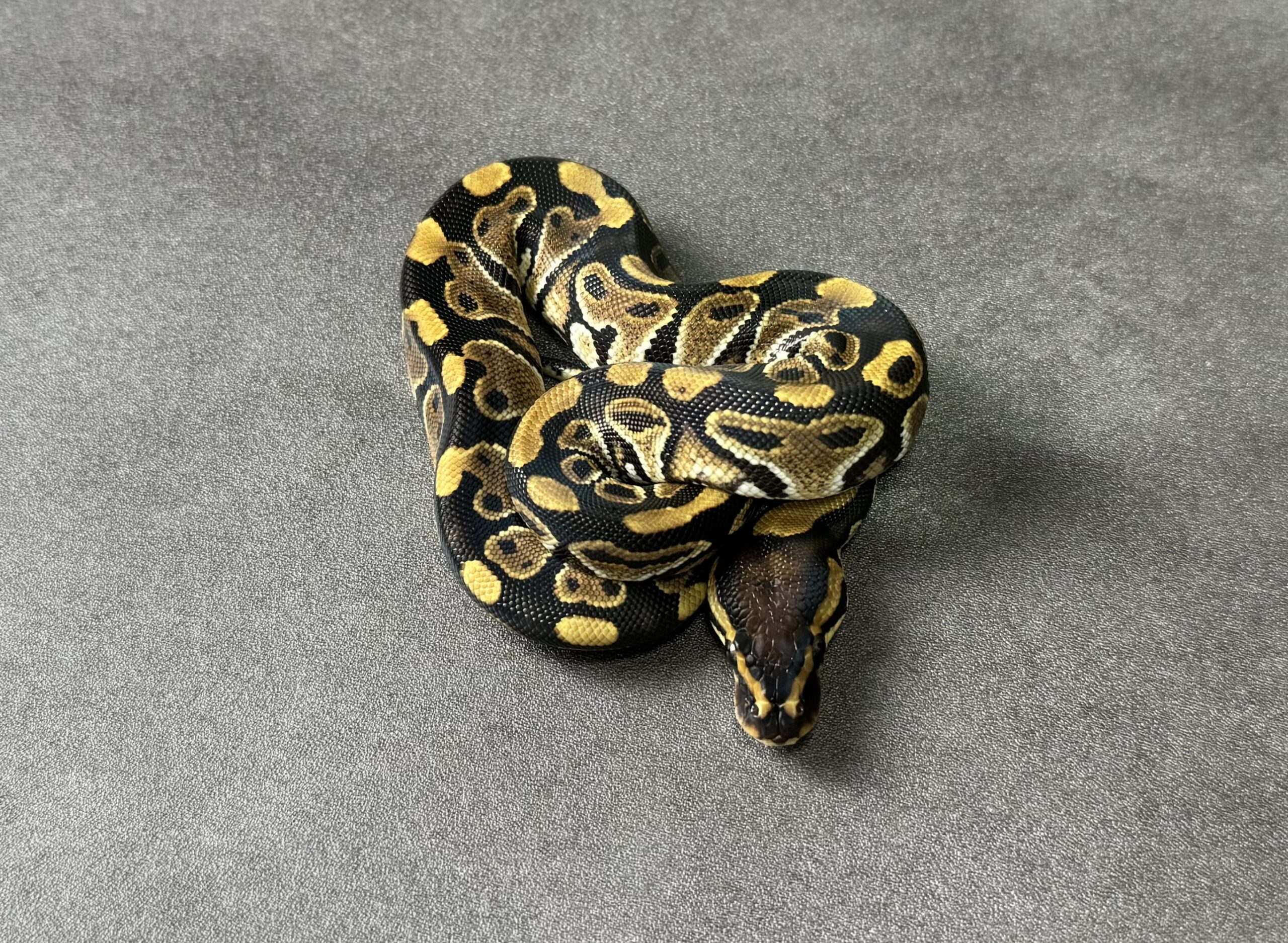 normal poss gravel het clown