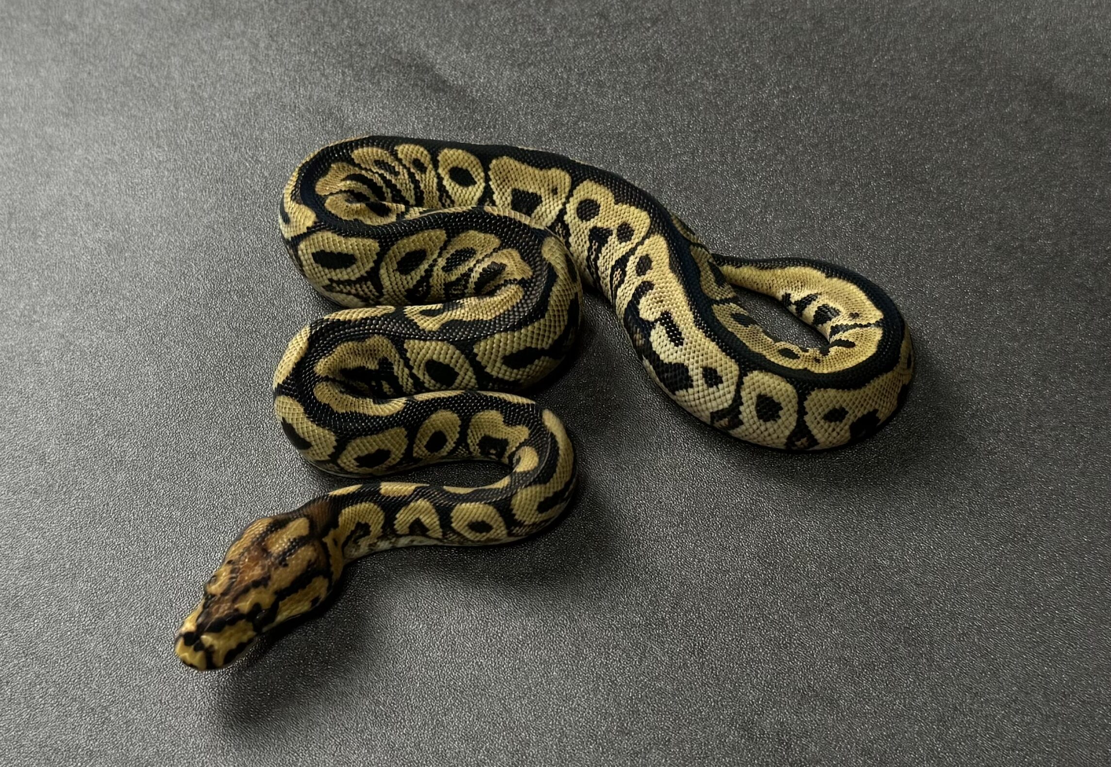 spotnose clown 66het albino