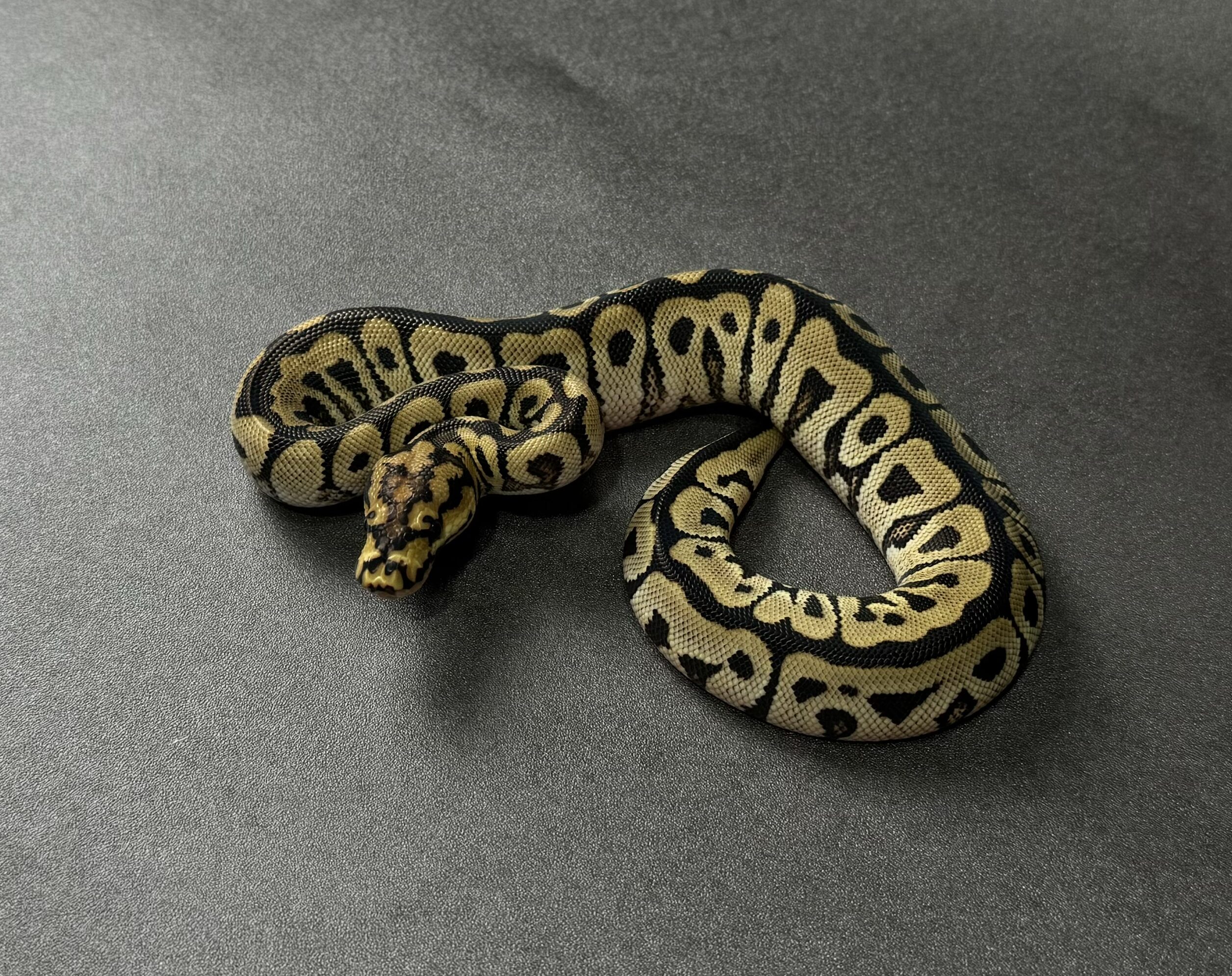 spotnose clown 66_het albino