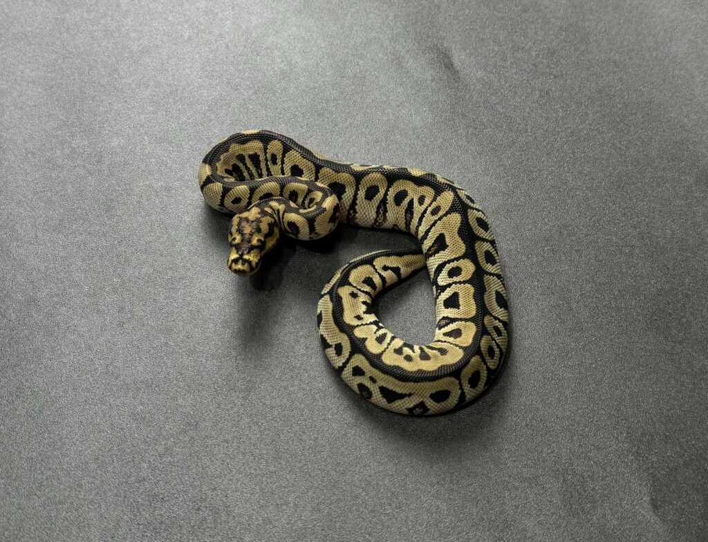 spotnose clown 66_het albino