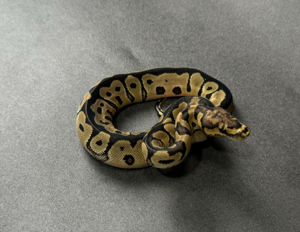 clown 66_het albino