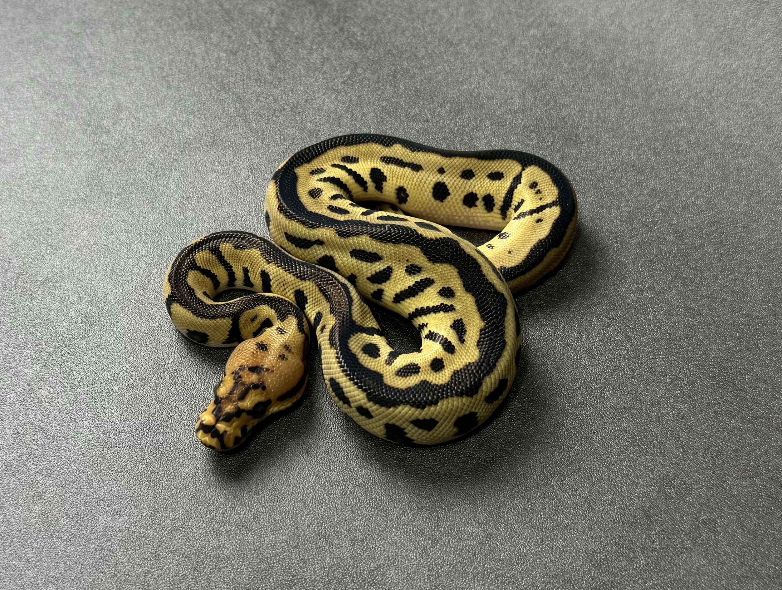 Batman 66_het albino