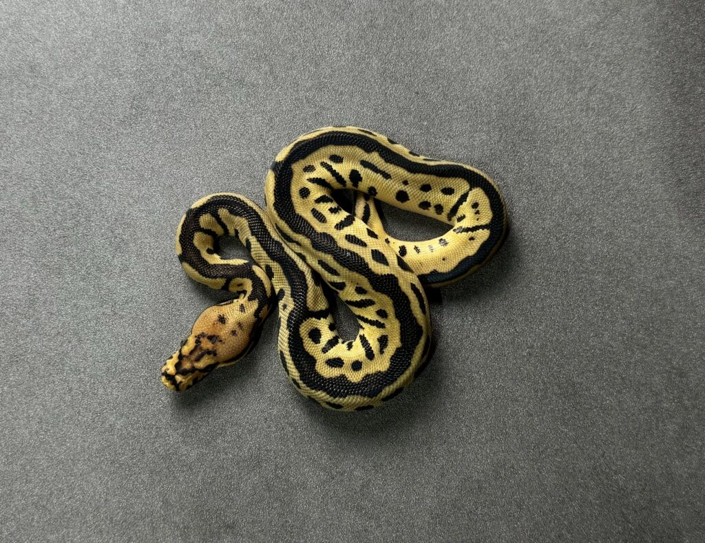 Batman 66_het albino