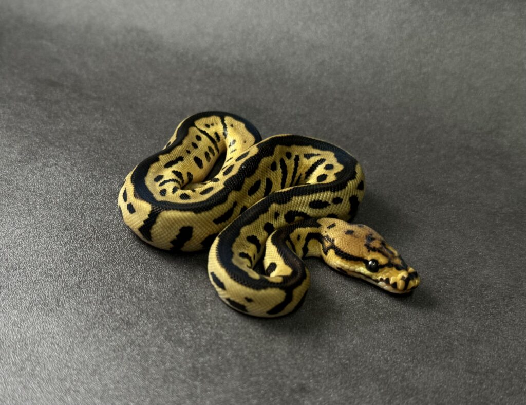 Batman 66_het albino