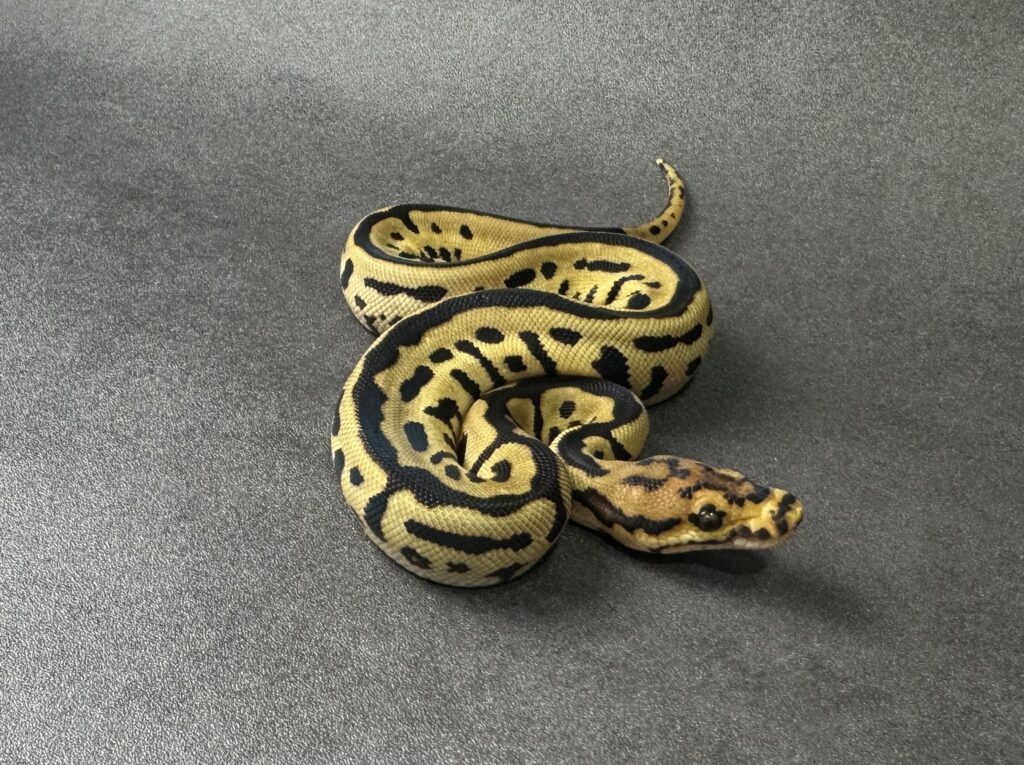 Batman 66_het albino