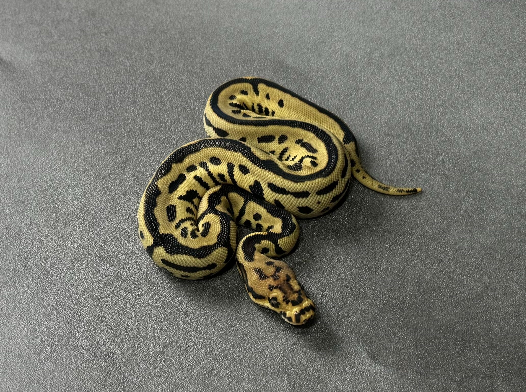 Batman 66_het albino