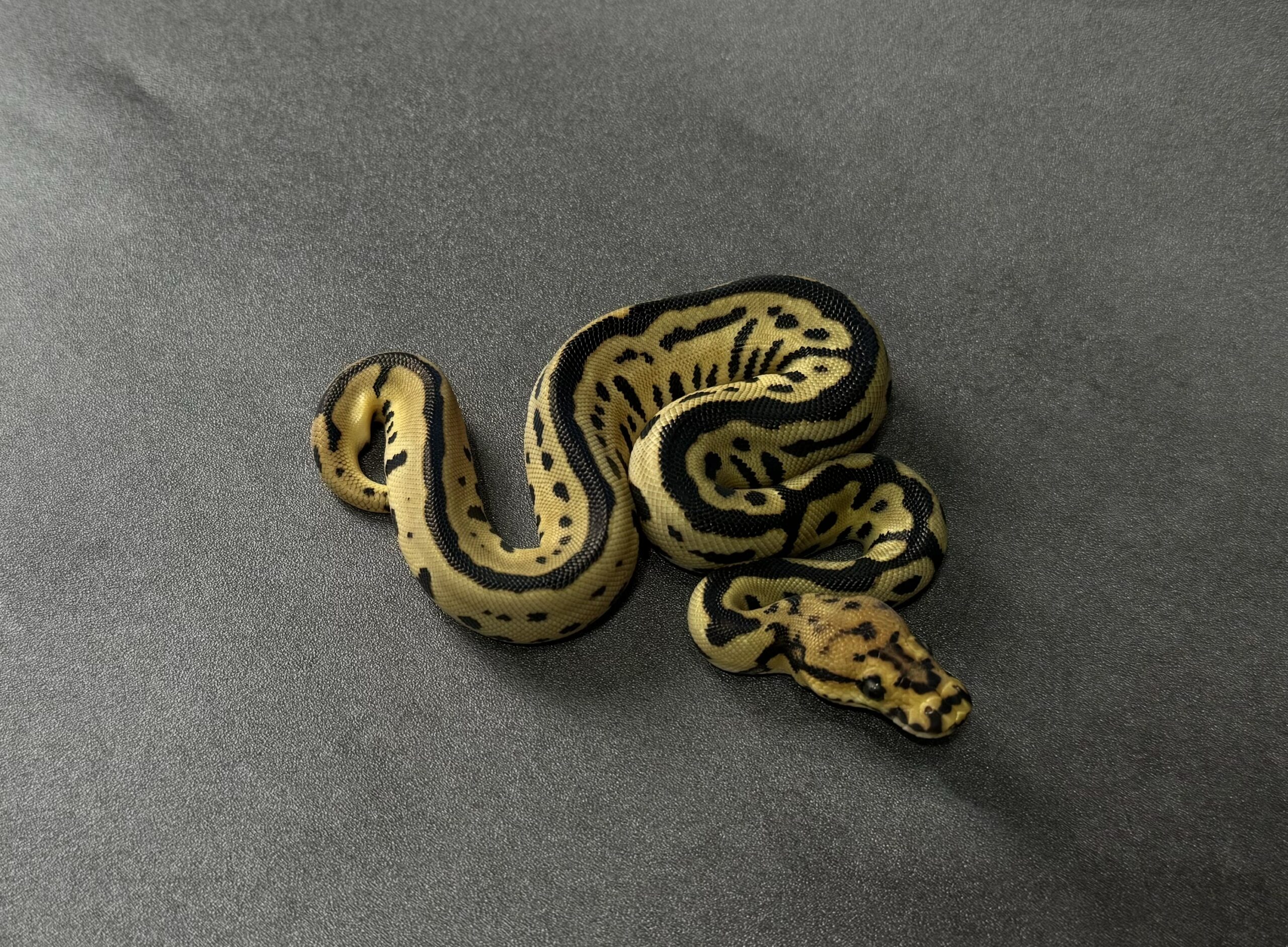 Batman 66_het albino